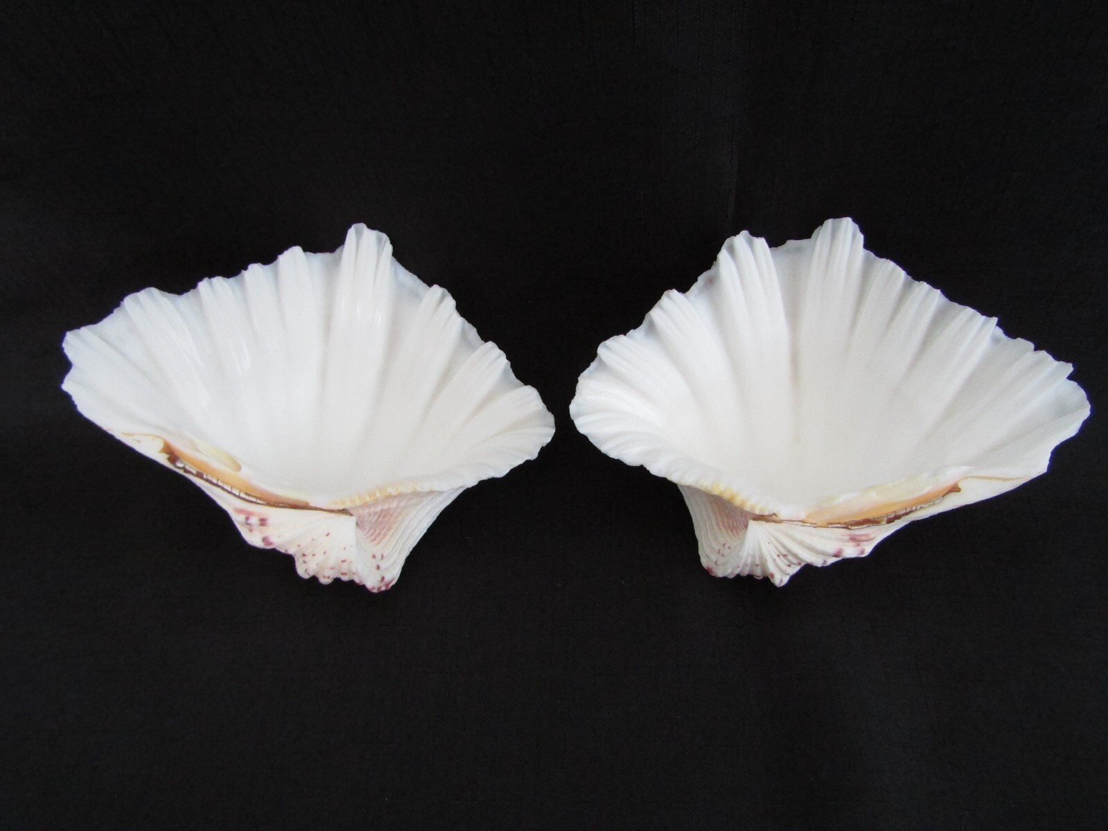 Genuine Bear Paw Hippopus Clam 6.5" x 5.5" Seashell EUC