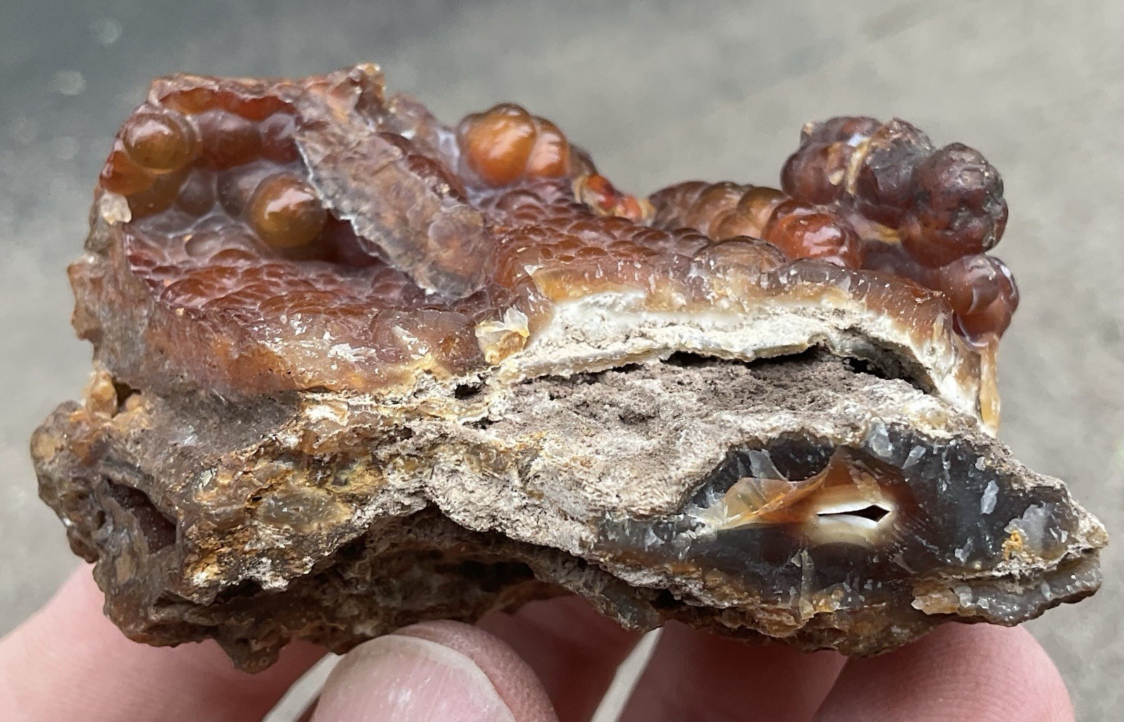 103g Botryoidal Agatized Coral Fossil Chalcedony Stalactite Florida