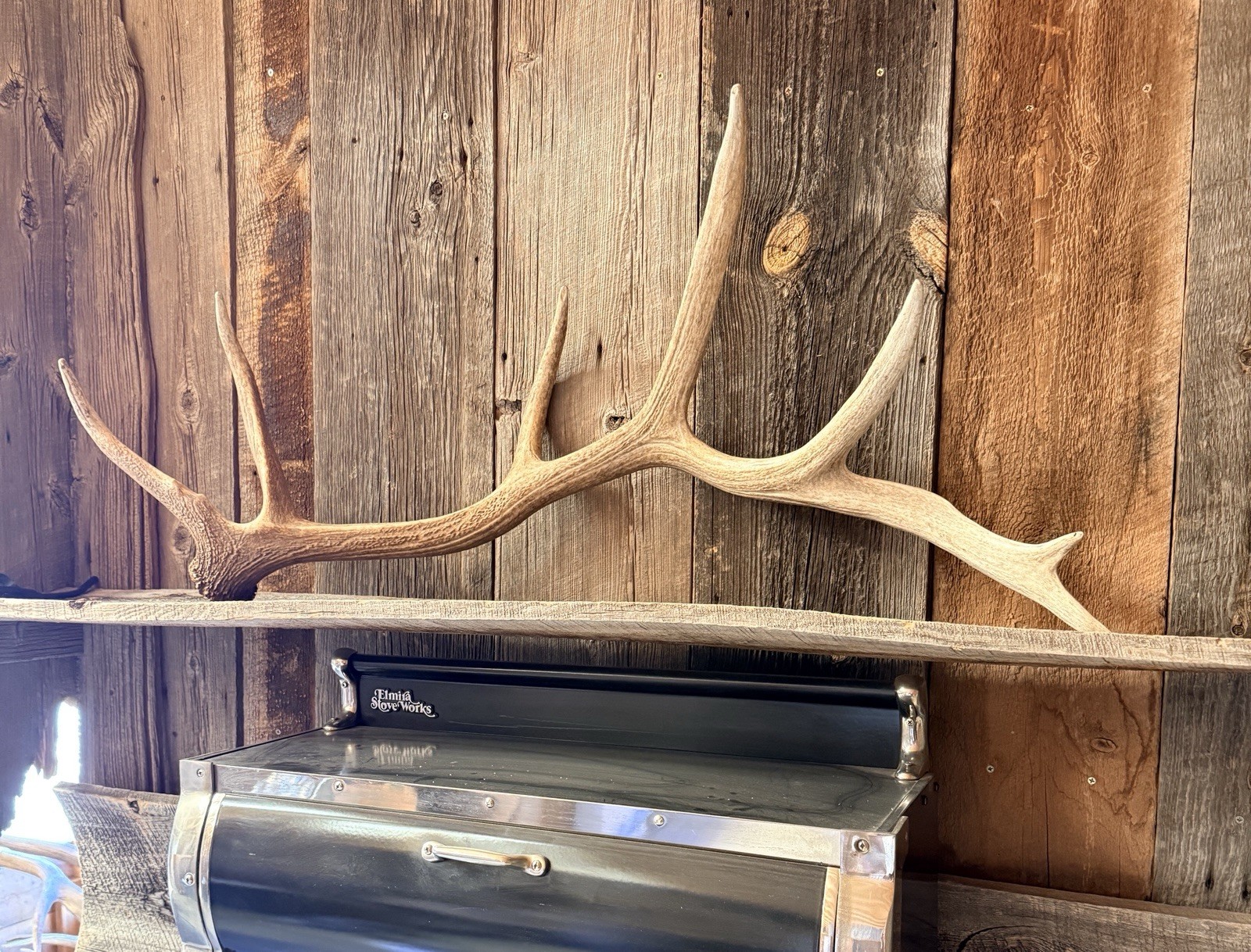 7pt Elk Shed ~ Elk Antler ~ Decor