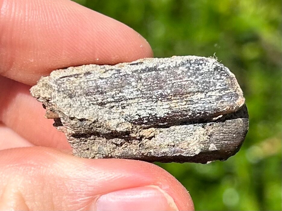 Fossil Horse Tooth Equus Pleistocene Ice Age Mammal Texas City Dike