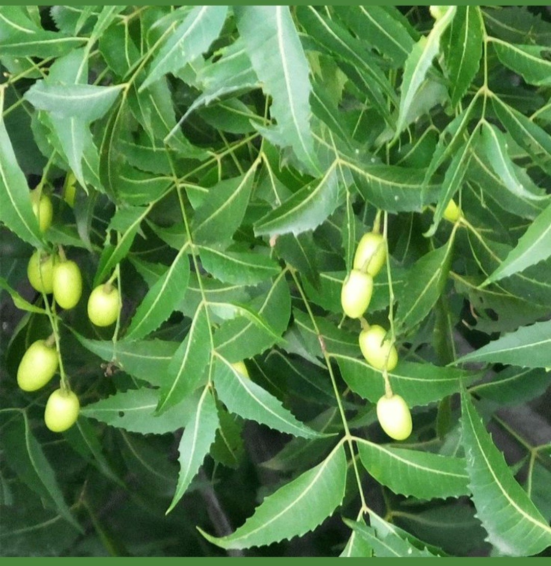Live Neem Tree Plant (8 @ 12 inches) Azadirachta indica / shipping  priority