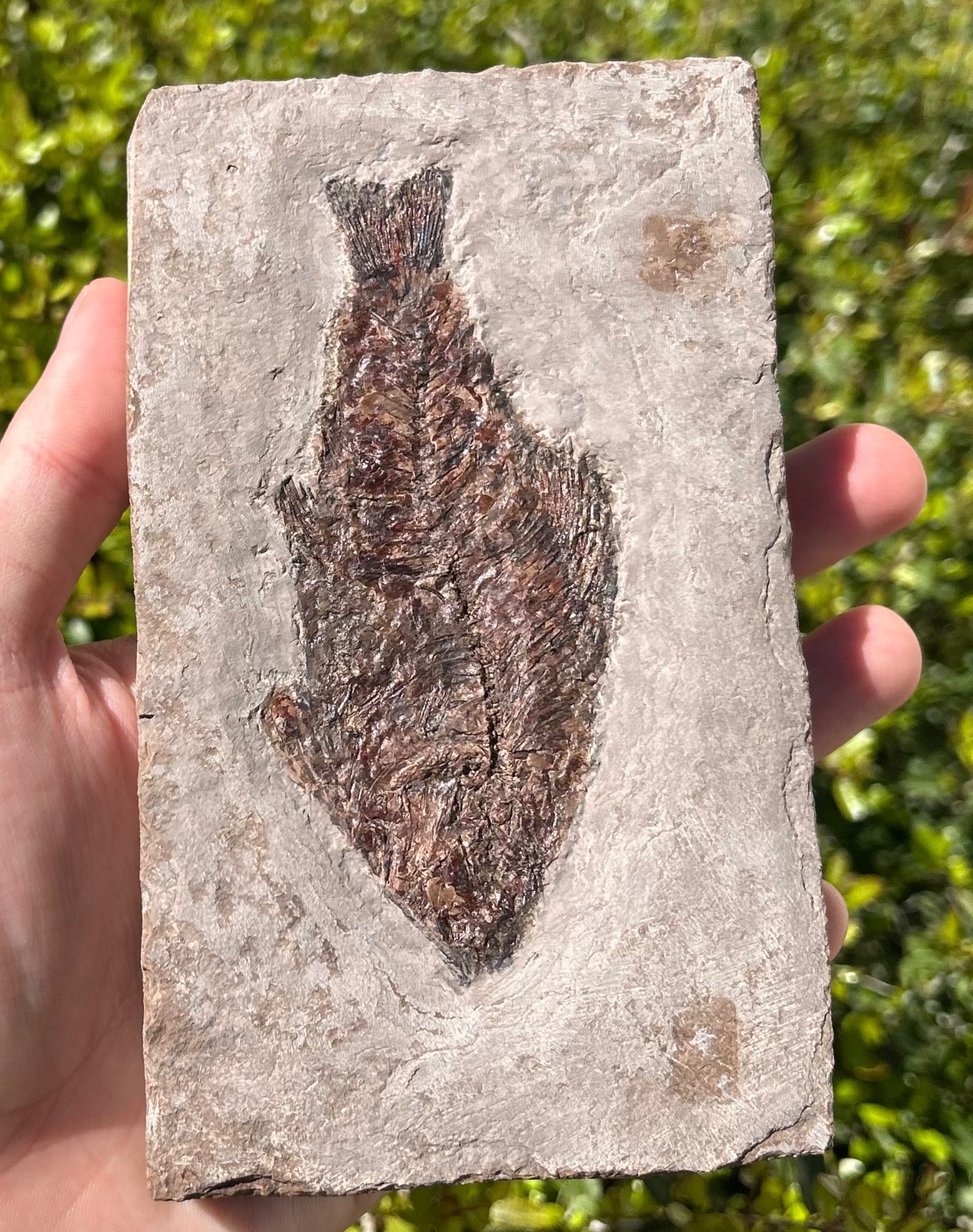RARE Nebraska Fossil Fish Valentine Formation Skeleton Late Miocene Age