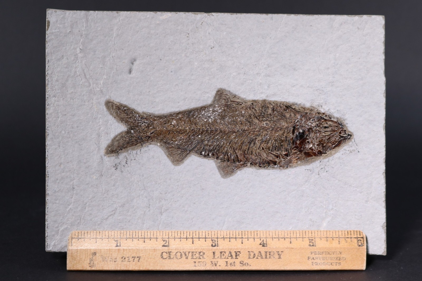 5" Knightia eocaena Fossil Fish Fossil Lake Green River Fm Wyoming WY COA 11853