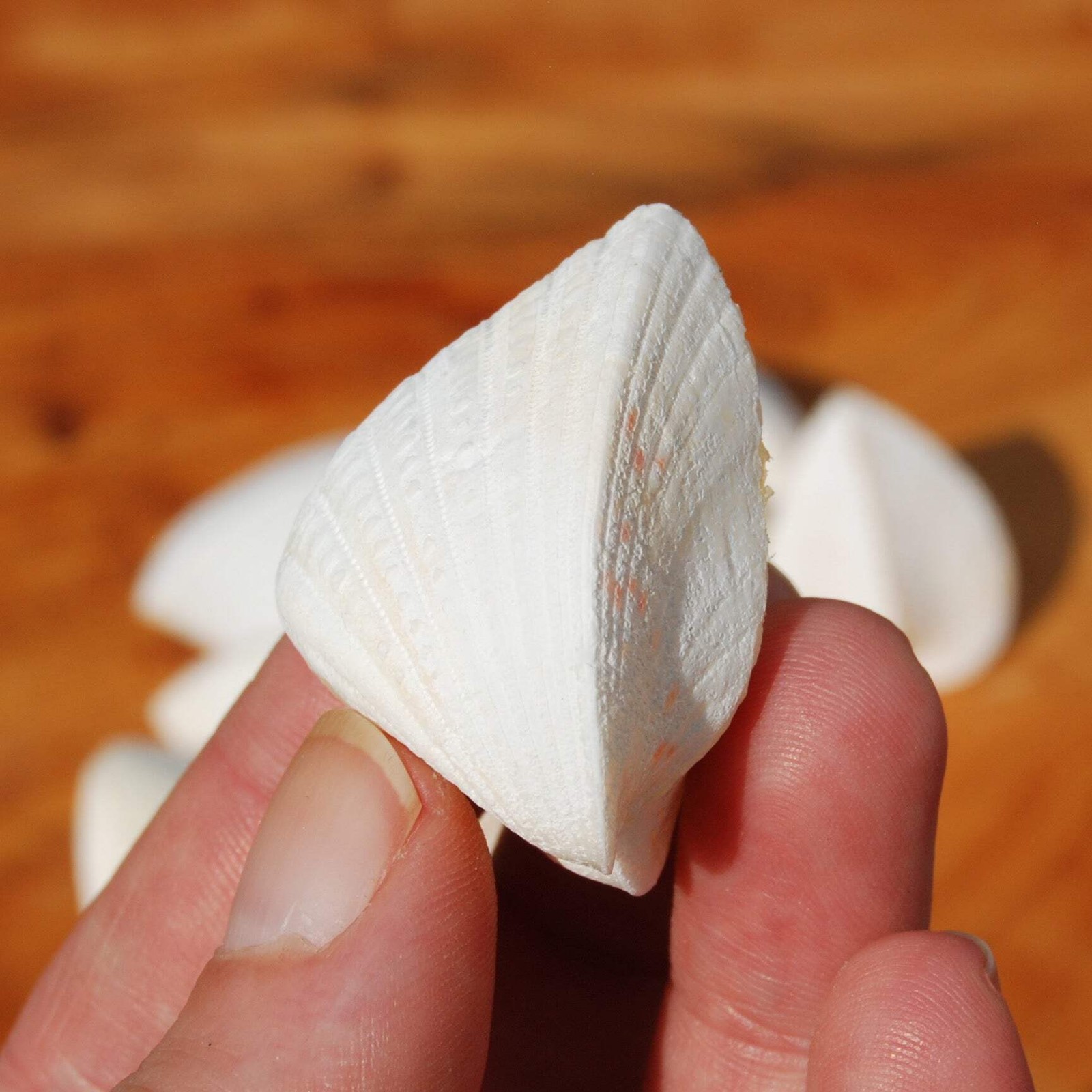 6pc White Cardium fragnum Small Heart Shaped Cockleshell Pairs