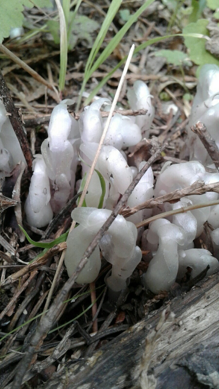 Indian Pipe Ghost Plant Tincture with Flower In Bottle 15 ml Drops monotropa 