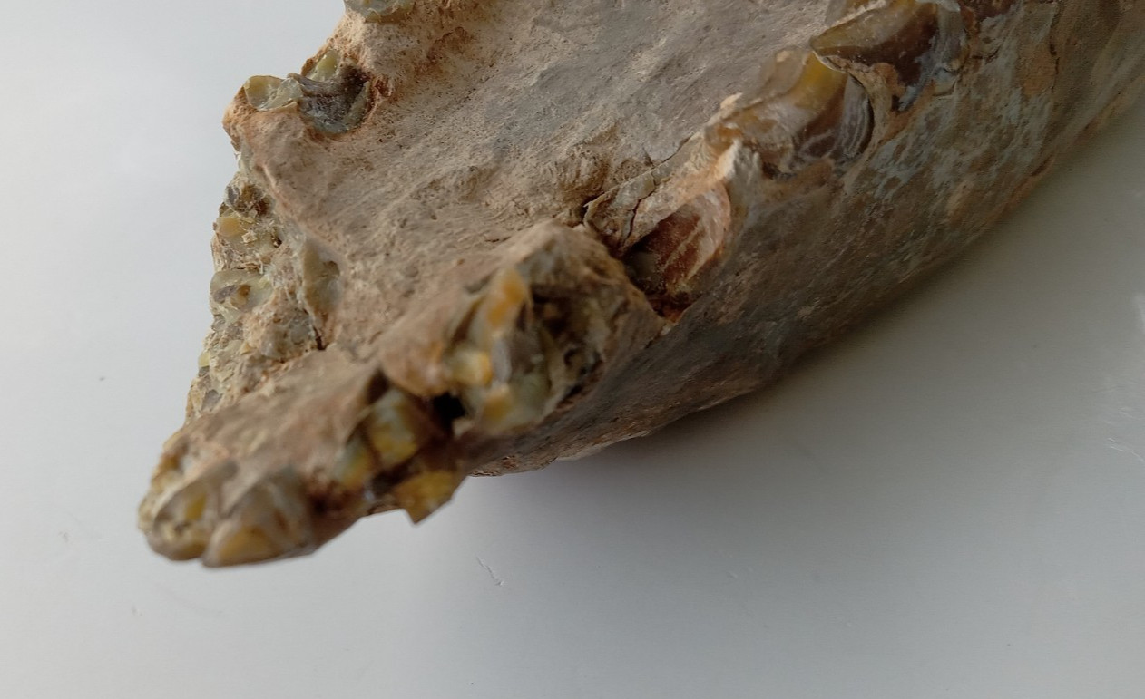 Camel Jaw Teeth Fossil From Badlands South Dakota