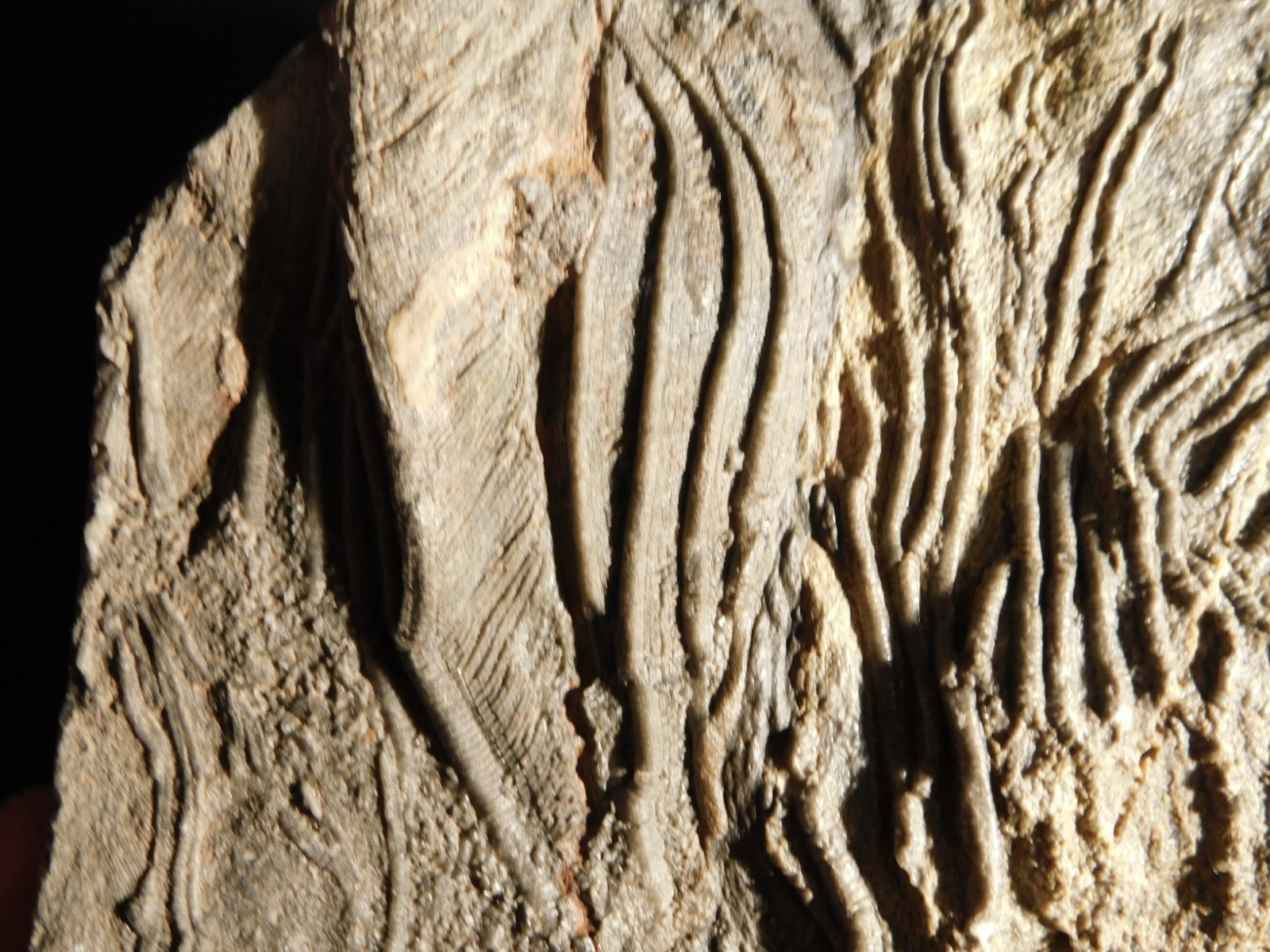 BIG! 430 Million Year Old! CRINOID Fossil or Sea LILY Fossil Morocco 1570gr