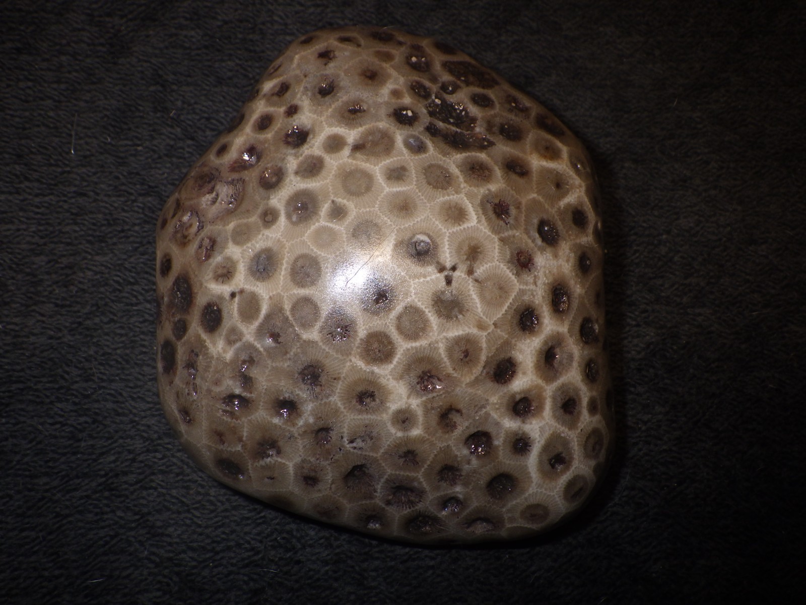 Polished Petoskey Stone 1 lb 6.3 oz