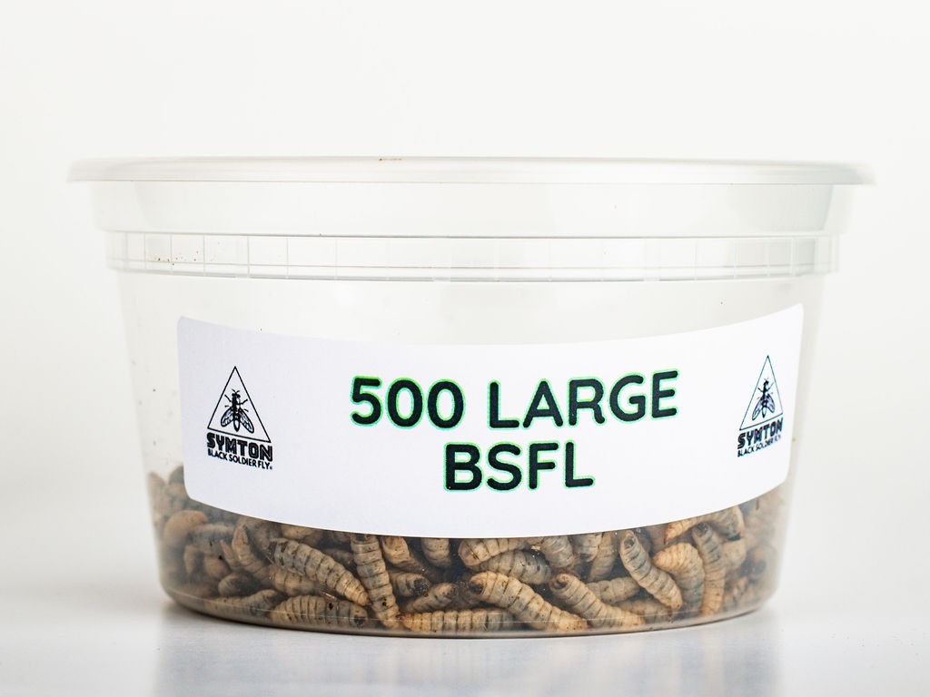 Live Feeders - Black Soldier Fly Larvae (Large)