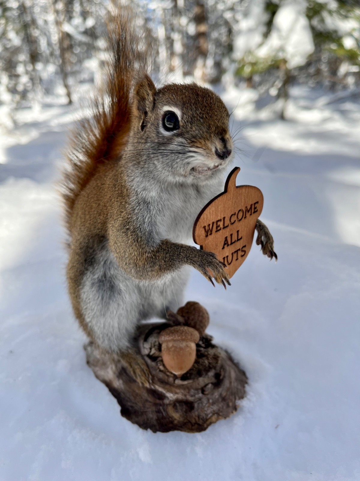 Red Squirrel Taxidermy, Squirrel Taxidermy, Pine Squirrel, Adirondacks, Gift!