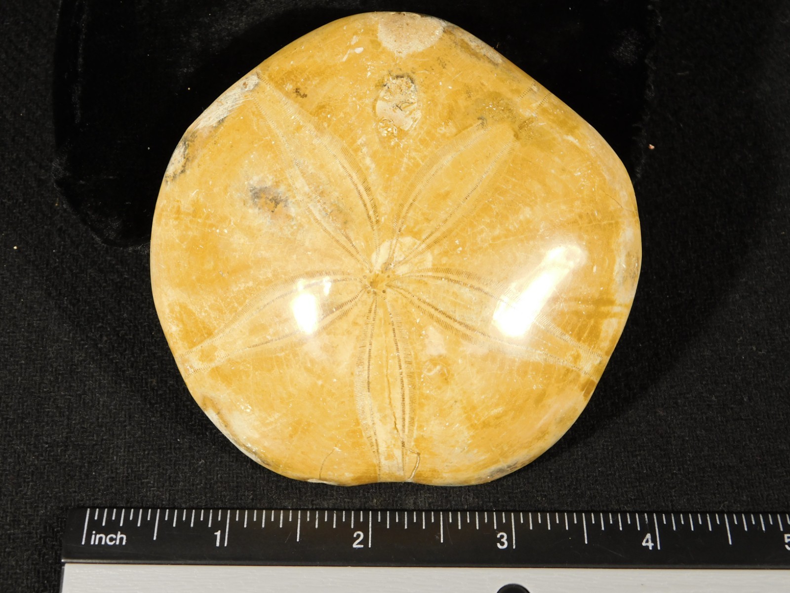 Big! Polished 150 Million Year Old! SAND DOLLAR Fossil Madagascar 194gr