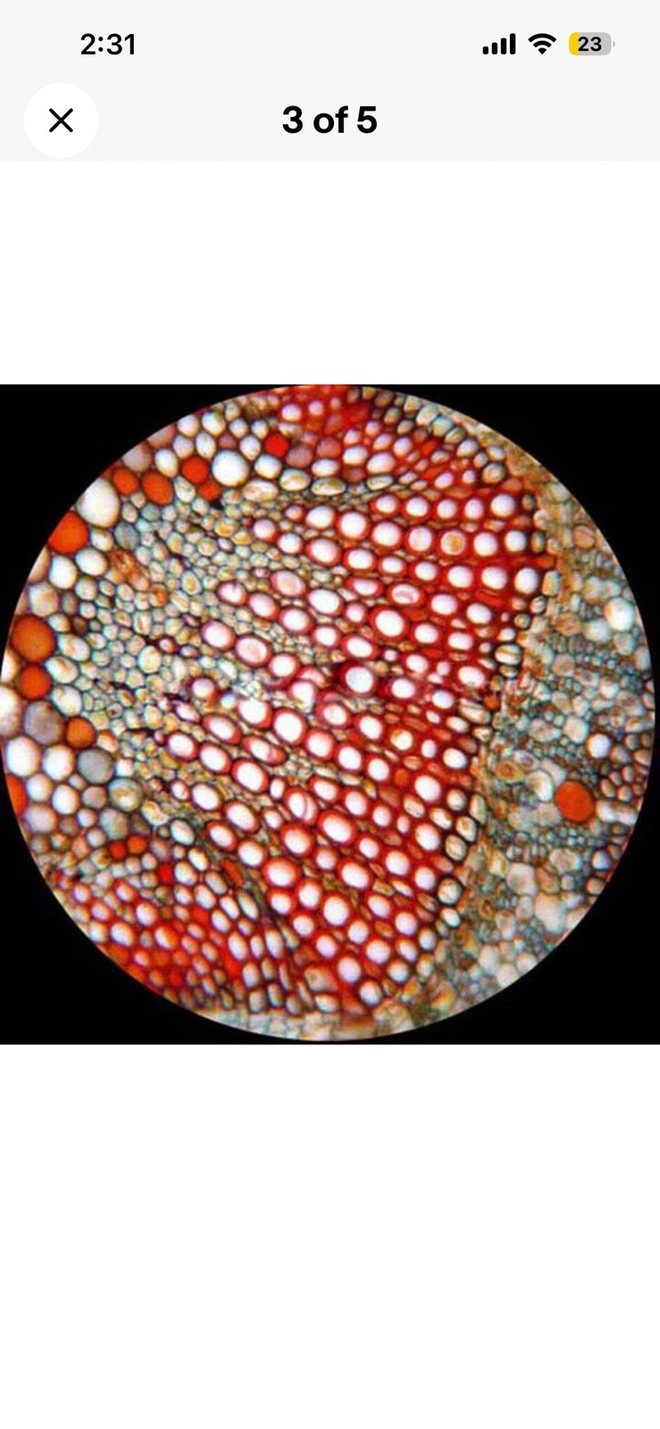 AmScope PS100E 100 Homeschool Biology Prepared Microscope Slides - Set E