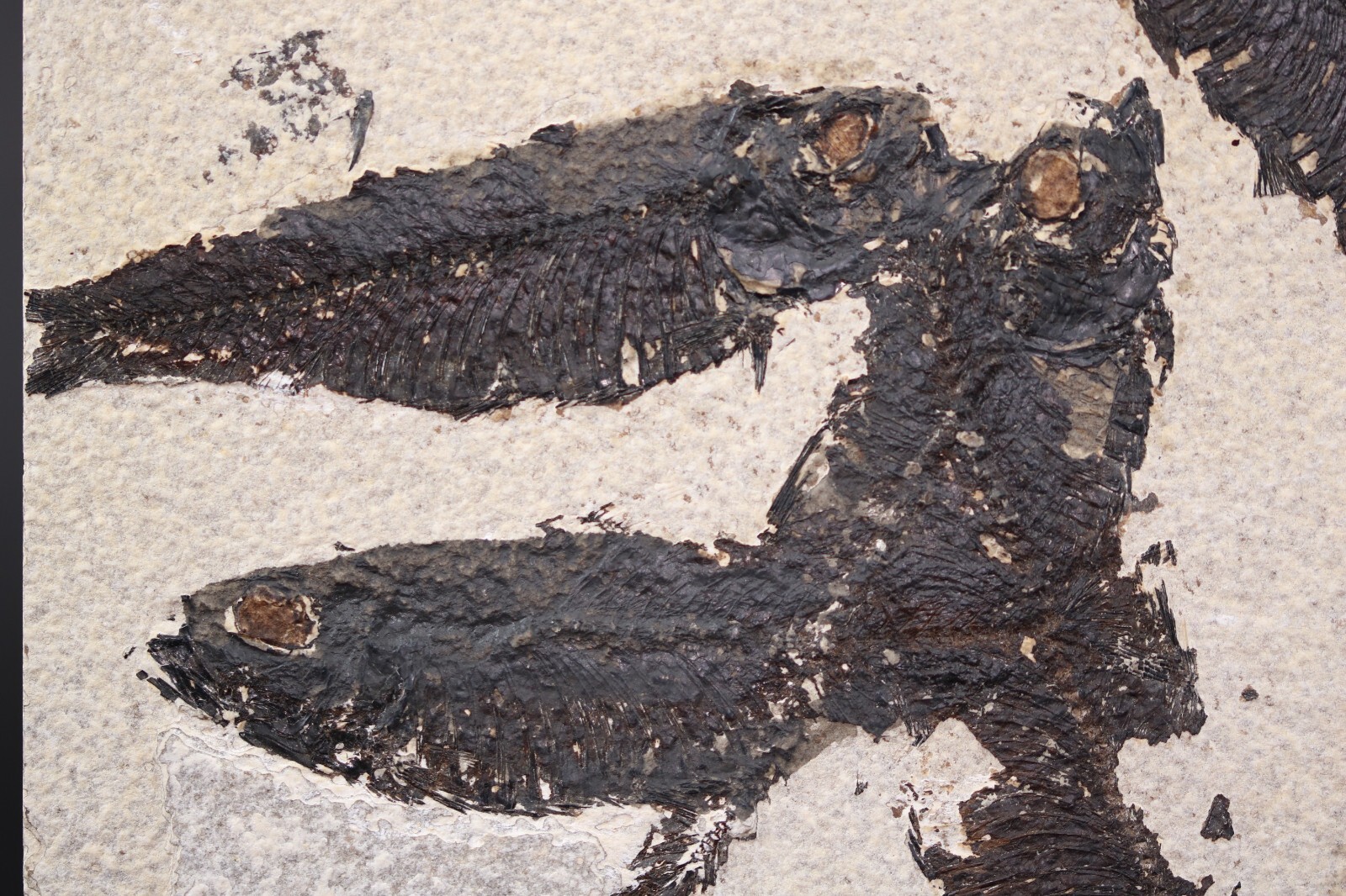 Multi Fossil Fish Mortality Fossil Lake Green River Fm Wyoming WY COA 11763