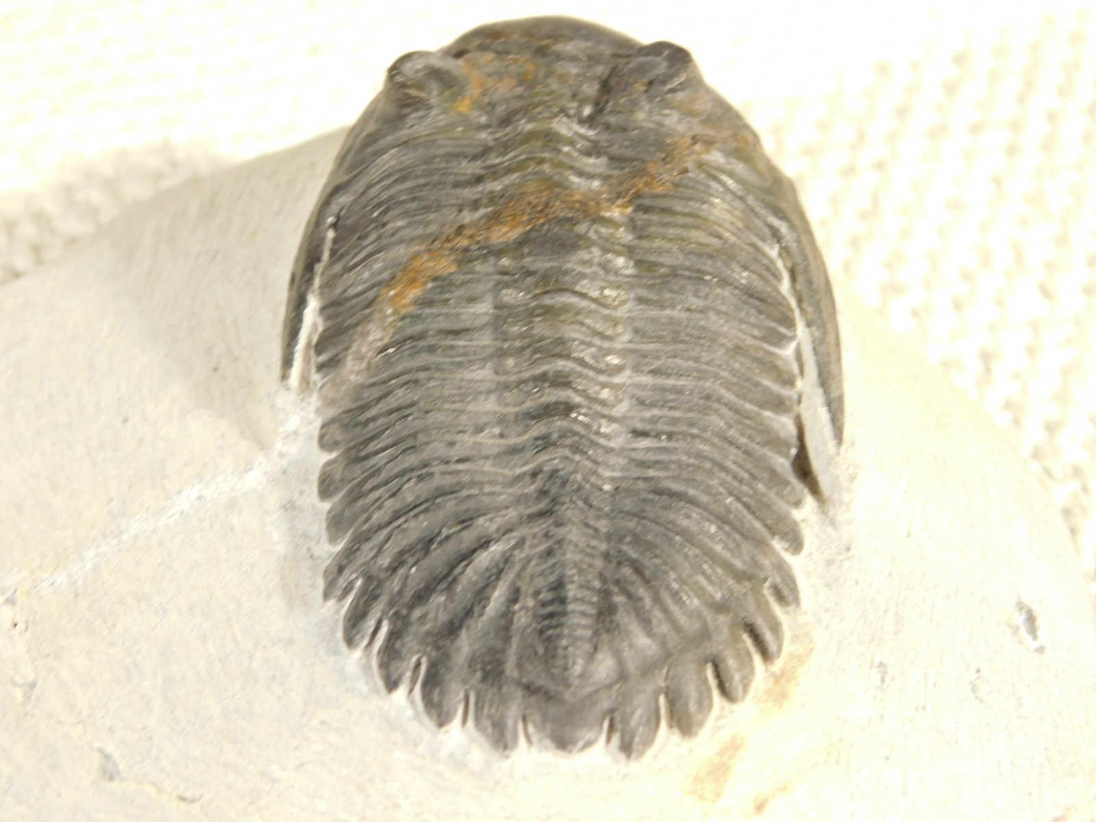 LARGER! Hollardops TRILOBITE Fossil Nice and 100% Natural Morocco 289gr