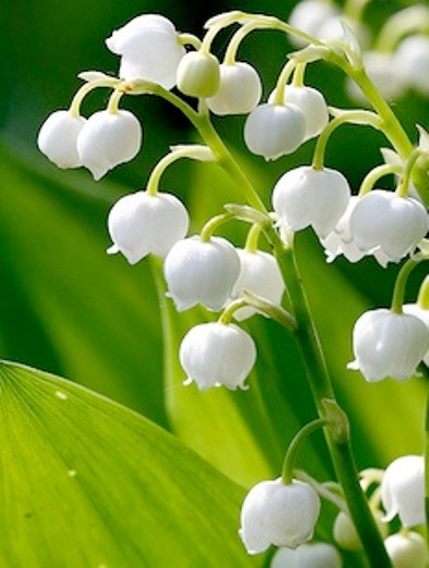 Lily of the Valley 12+ pips/roots, White, FRAGRANT, Hardy Perennial Ground Cover