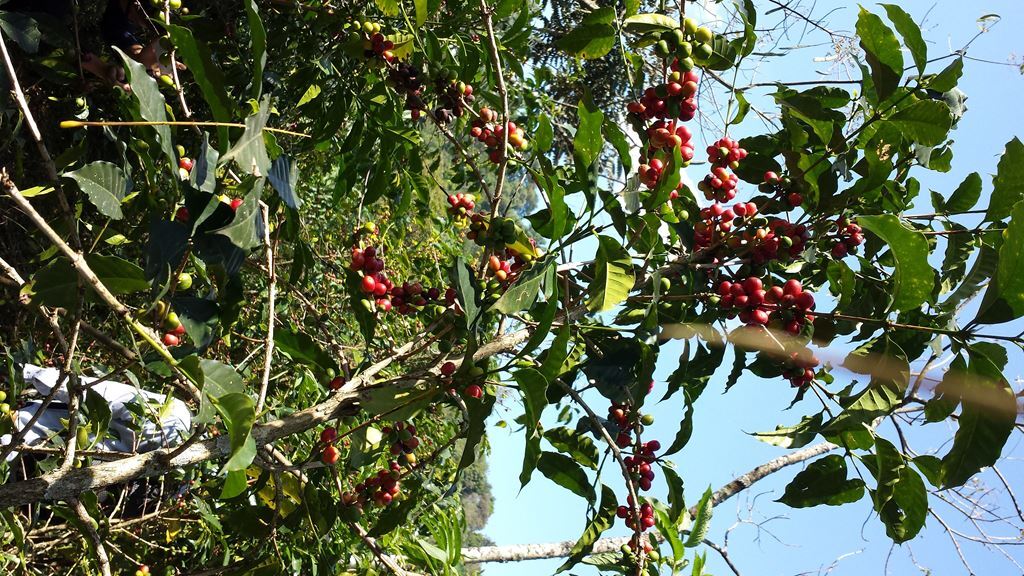 8oz/5lb - Ethiopia Yirgacheffe – African – Premium Fresh Roasted To Order Coffee