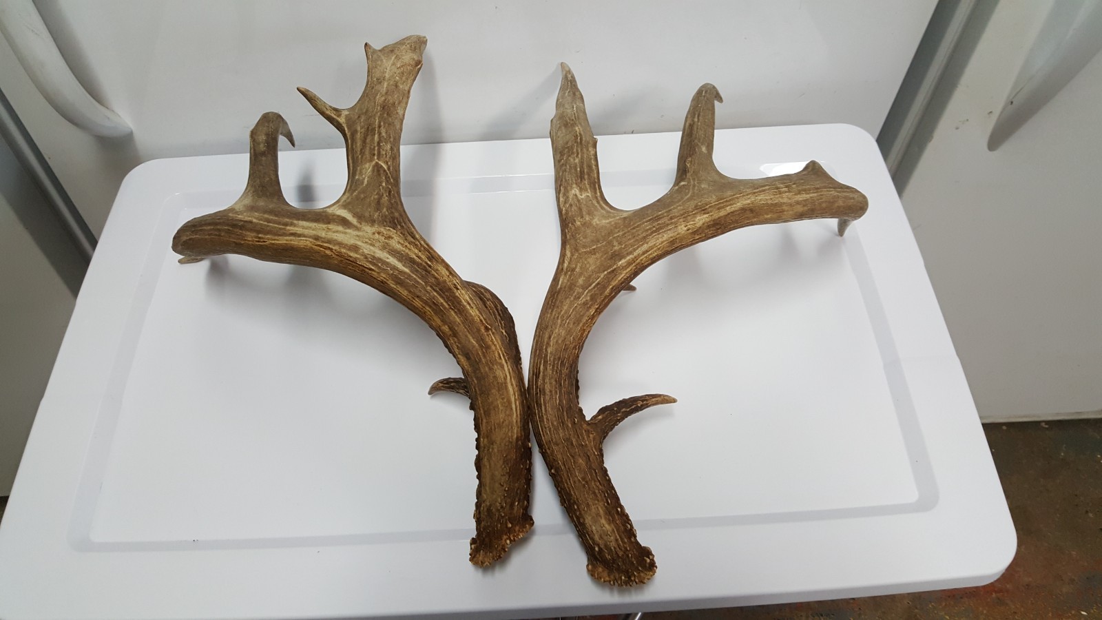 WILD 170" Dark WHITETAIL DEER ANTLER SHED antlers mule mount elk moose
