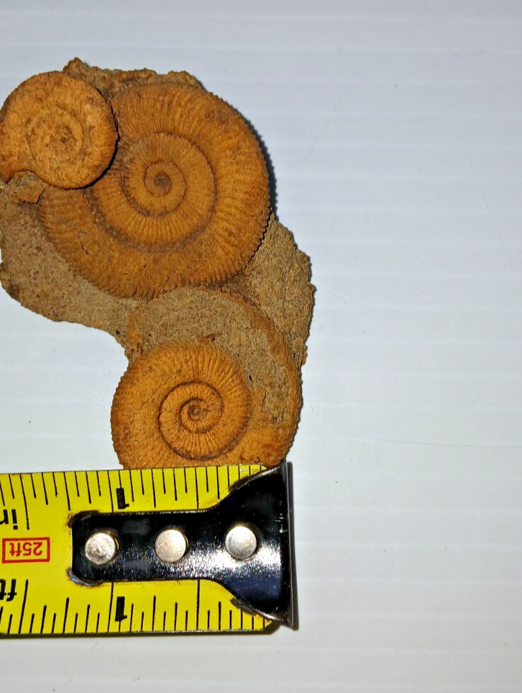 Nice Ammonite Fossil Cluster