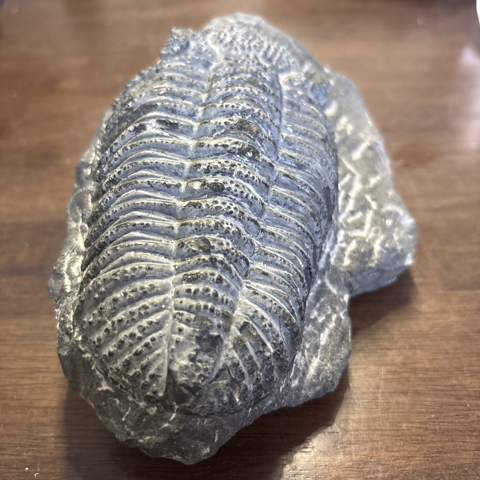 Trilobite In Matrix Paleozoic Fossil 300 Million Yrs Large