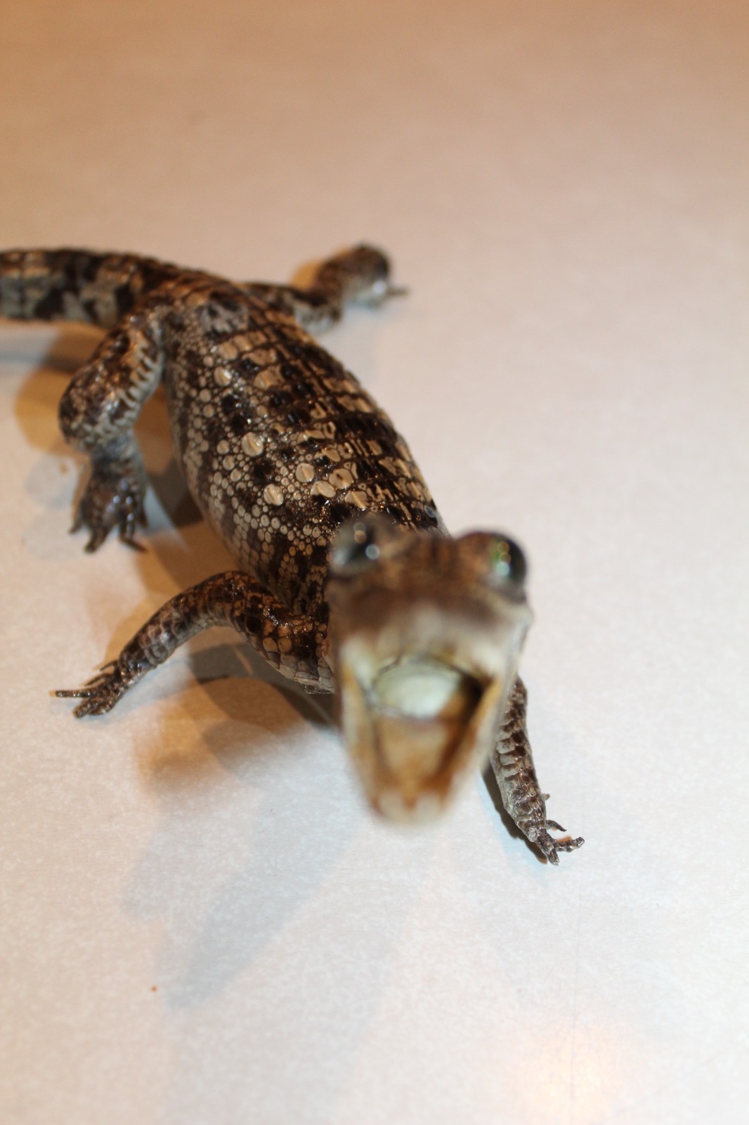 New Alligator Reptile Taxidermy Novelty Log Cabin Decor Whitetail Mule Deer