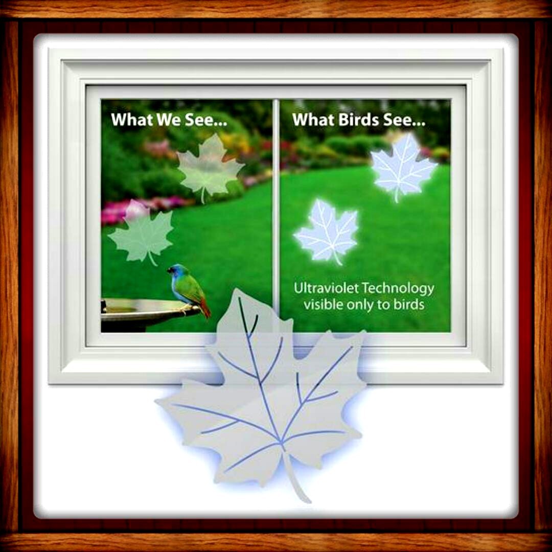 Window Alert ANTI-COLLISION CLINGS MAPLE LEAF DECALS PREVENT WINDOW STRIKES