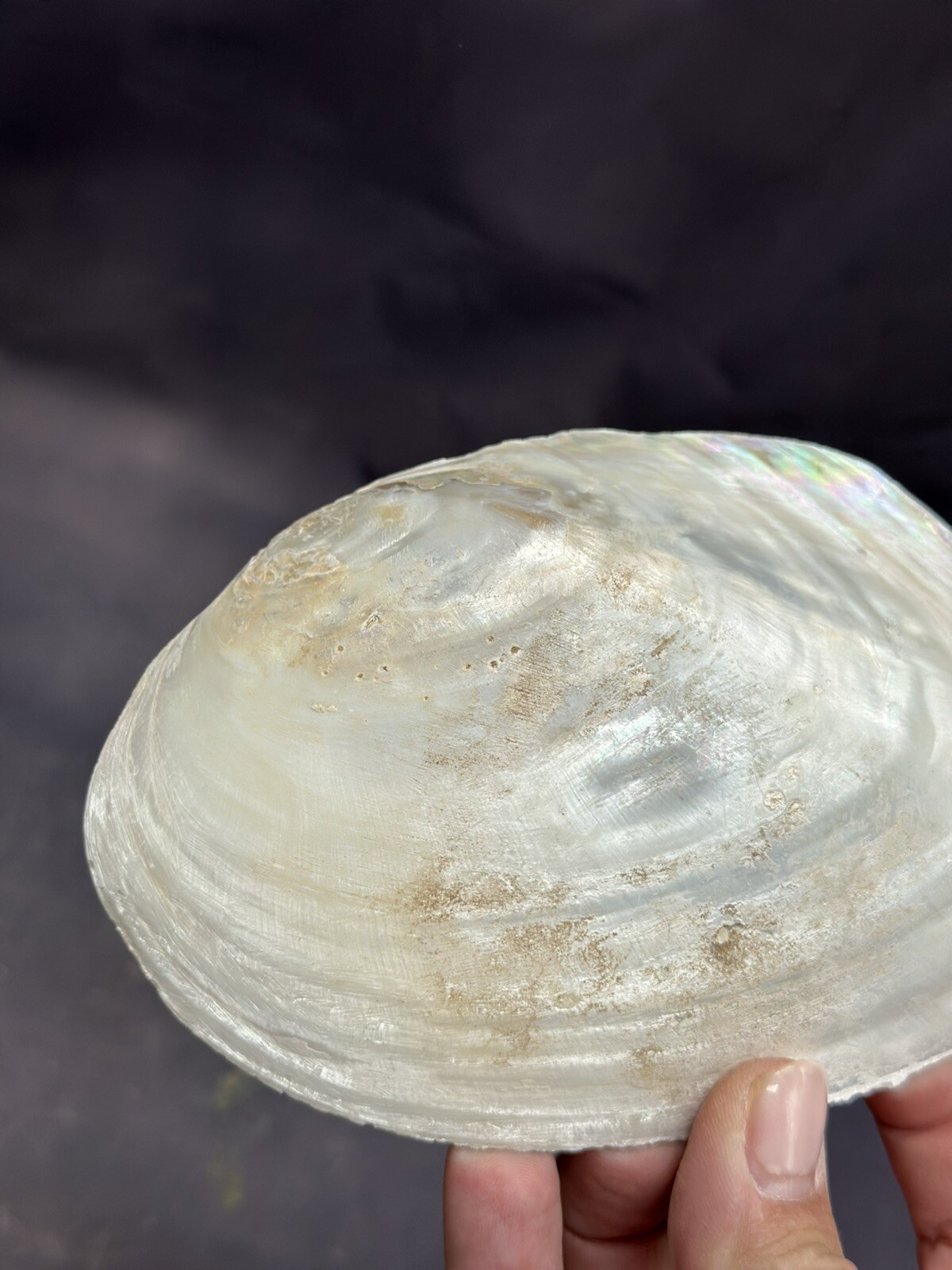 Natural Shells Half Clam Beautiful Set For Decor Seashells Nautical Beach