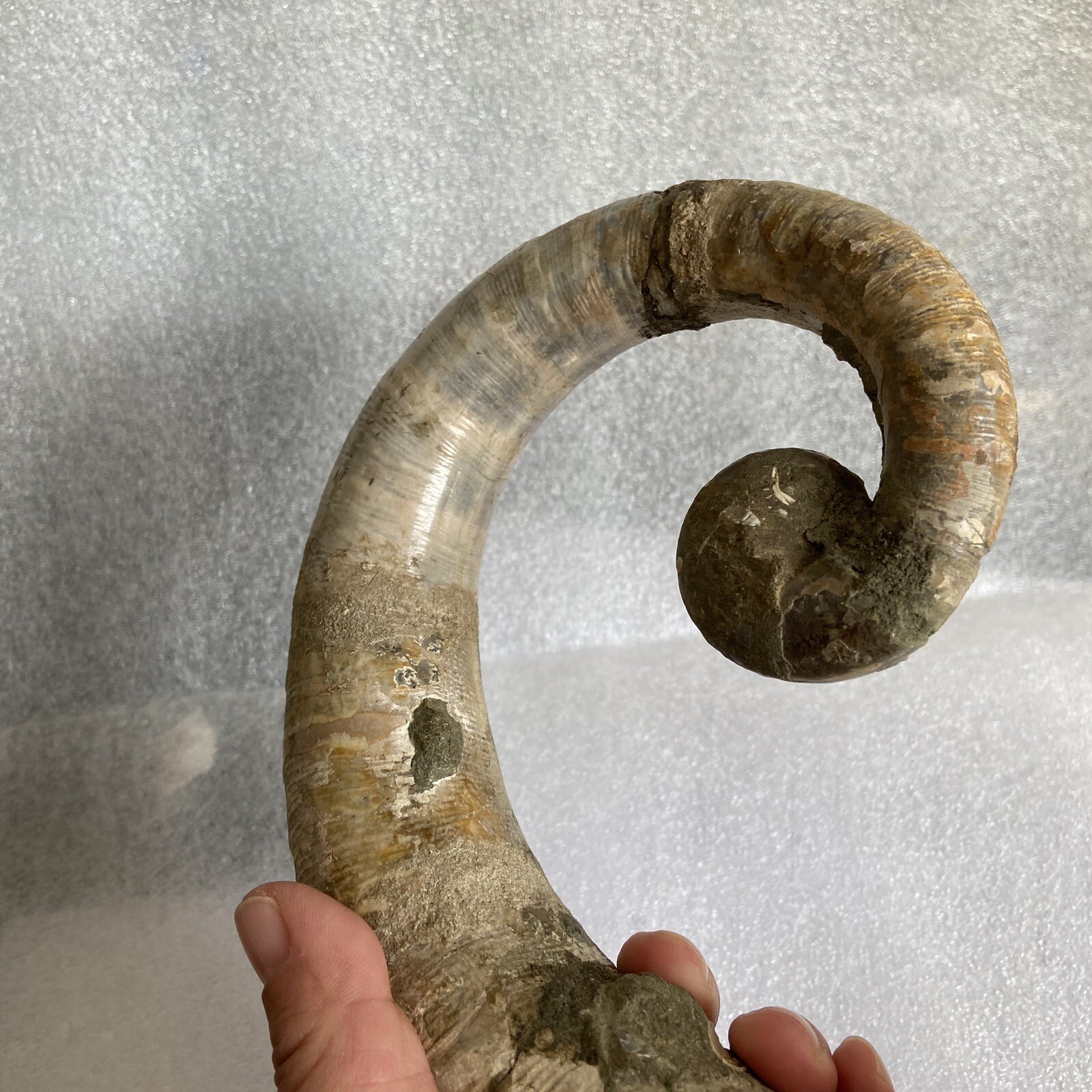 1242g215mm Big Repaired Ancyloceras Ammonite Fossil Sutures Crystal Display Mad