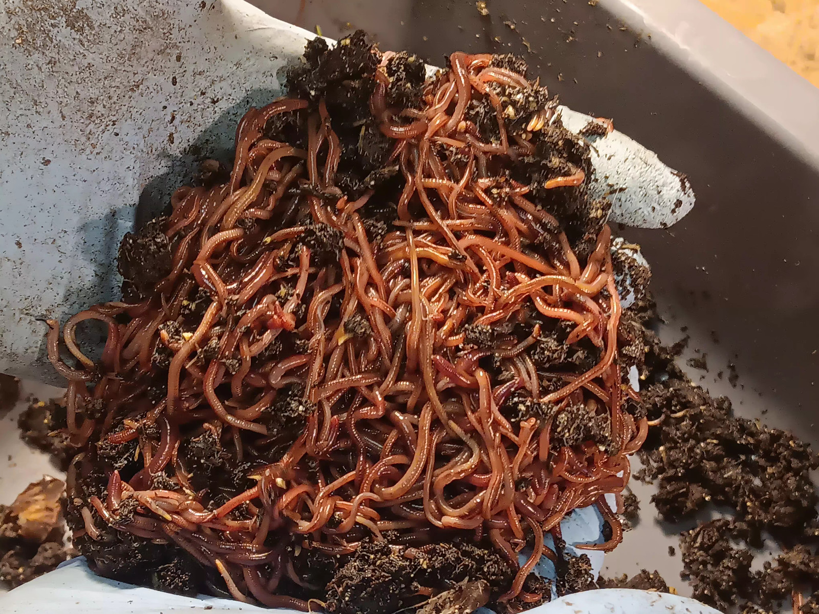 Red Wigglers Worm Blend