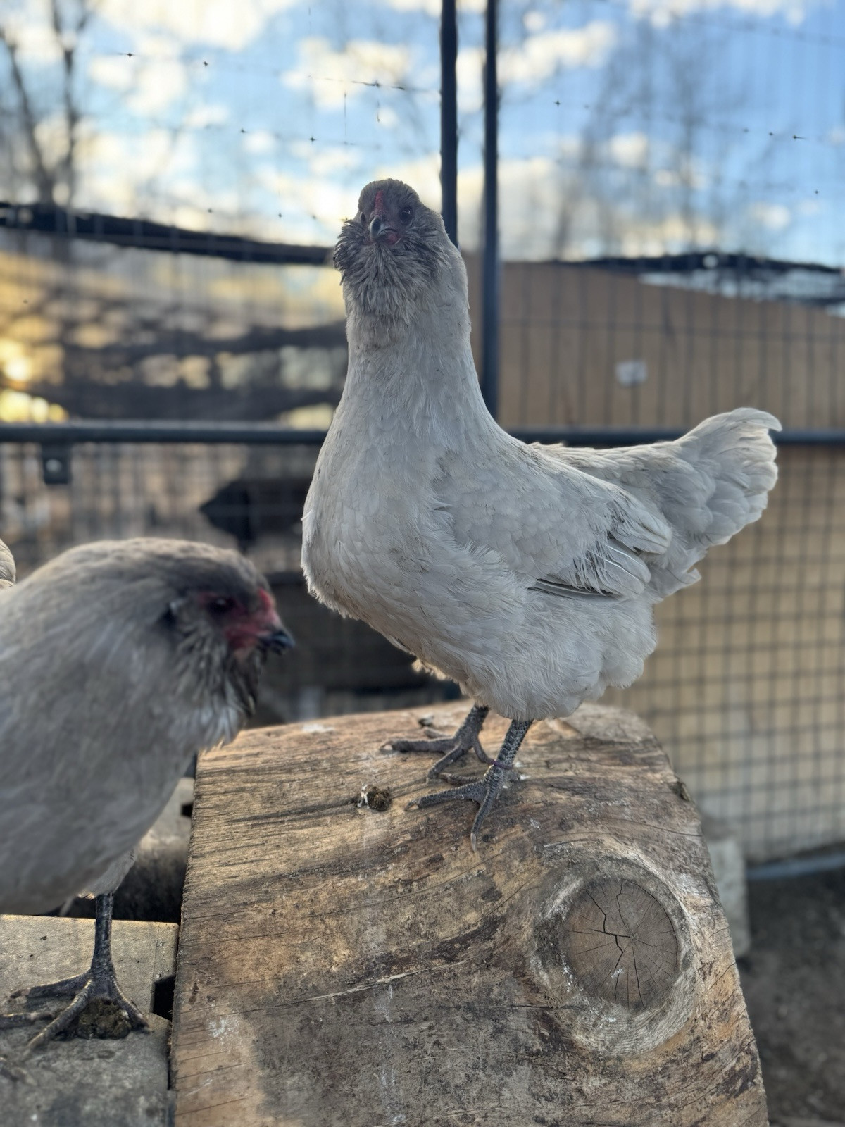 6+ Organically Raised Self Blue Lavender Ameraucana Fertile Hatching Eggs