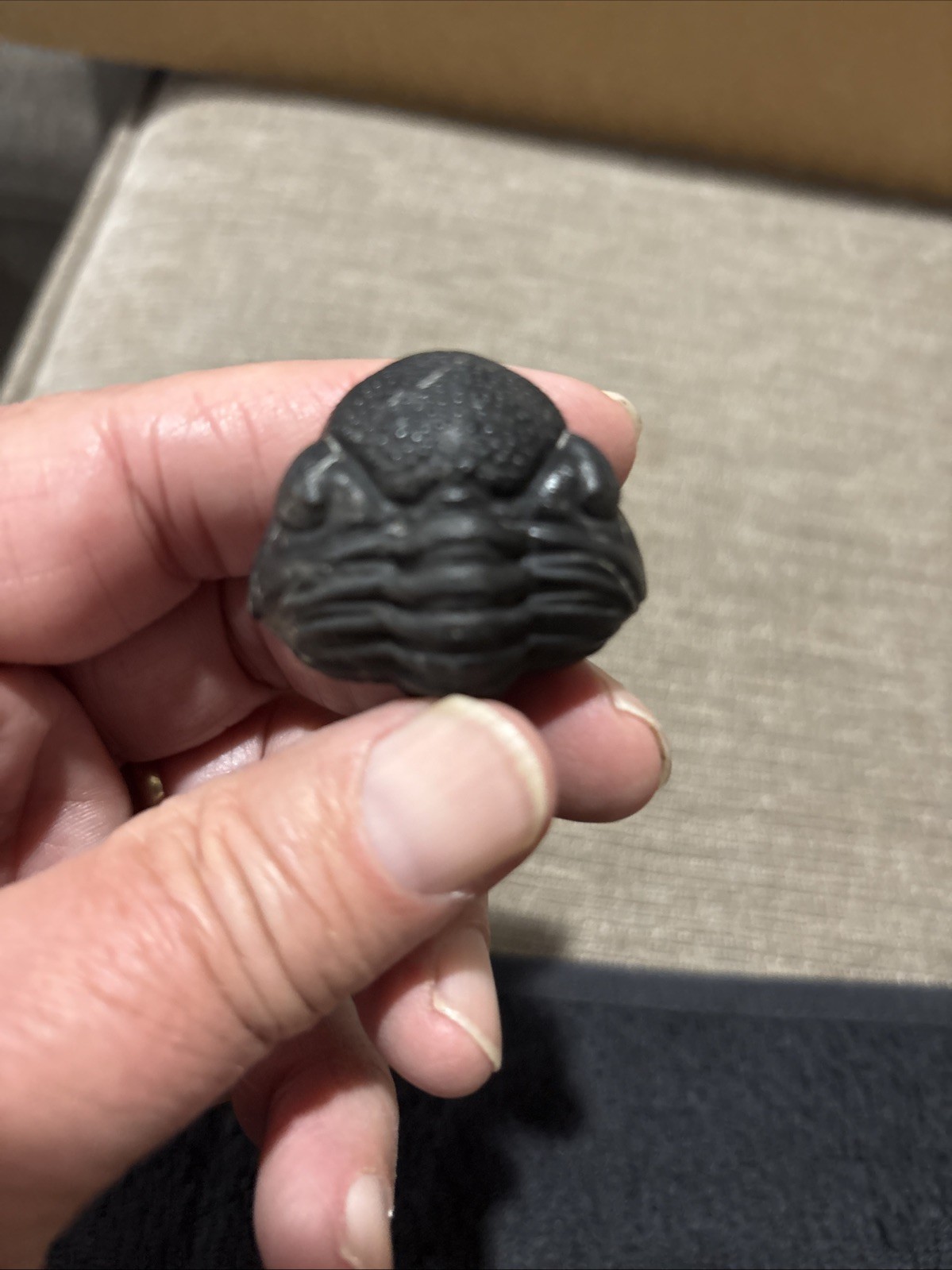 Rolled Pedinopariops 1 3/4 Inches Diameter Pretty Nice Not Perfect