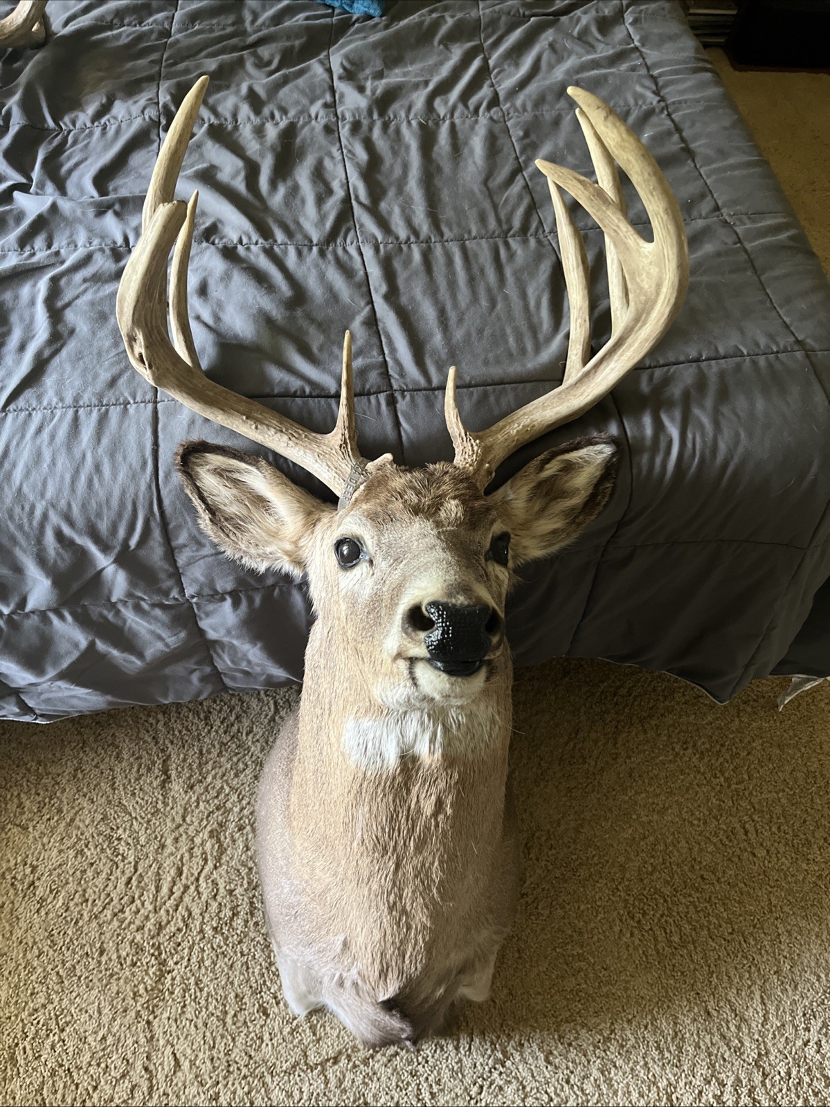 Deer Mount