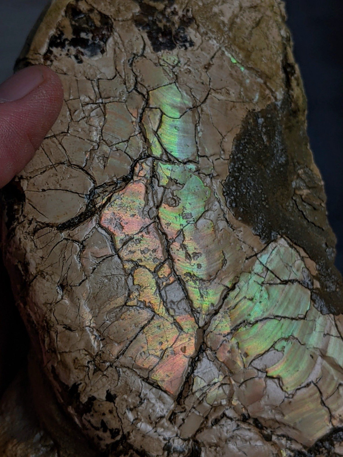 Rare,HUGE 7.25” Texas Fossil Ammonite, Placenticeras Sp! “Ammolite” Iridescence!