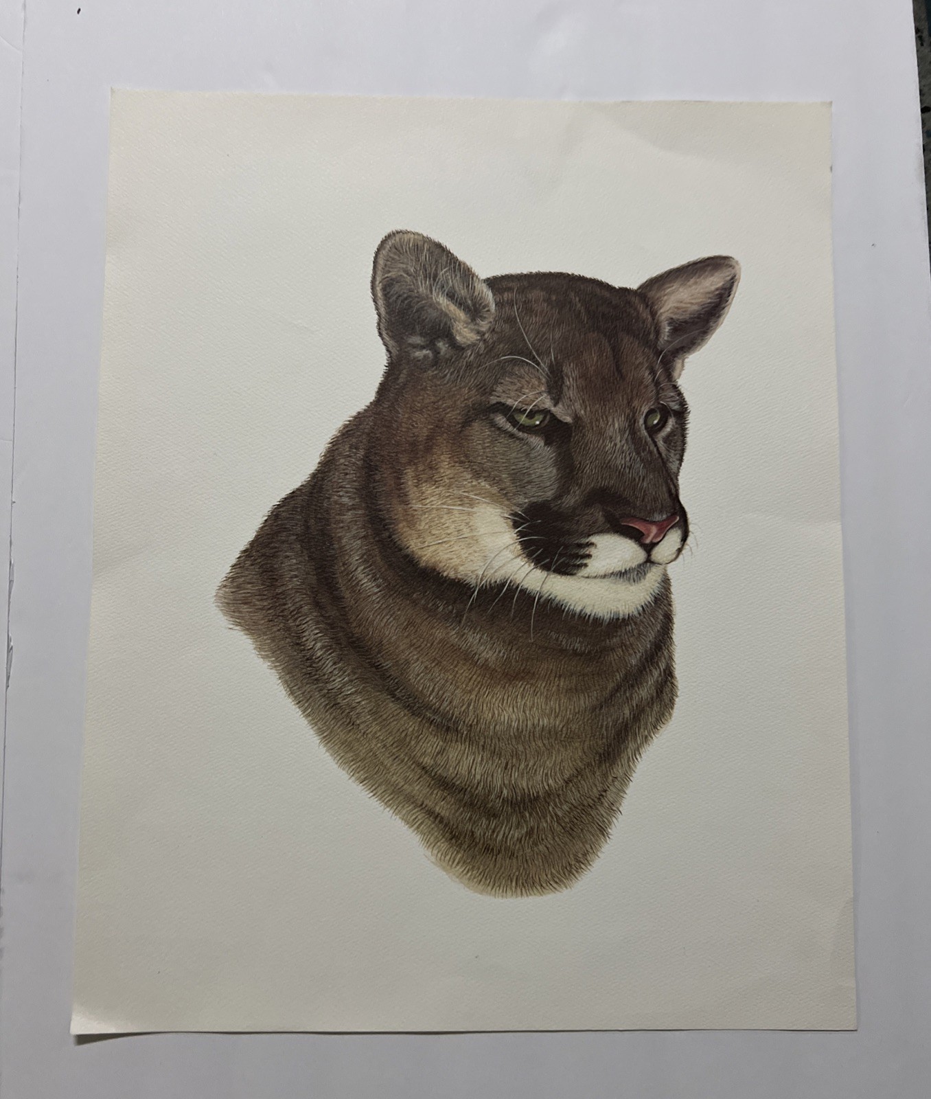 Vintage Lynx Bobcat / Cougar Mountain Lion Art Prints 16 X 20” Unframed Lot Of 2