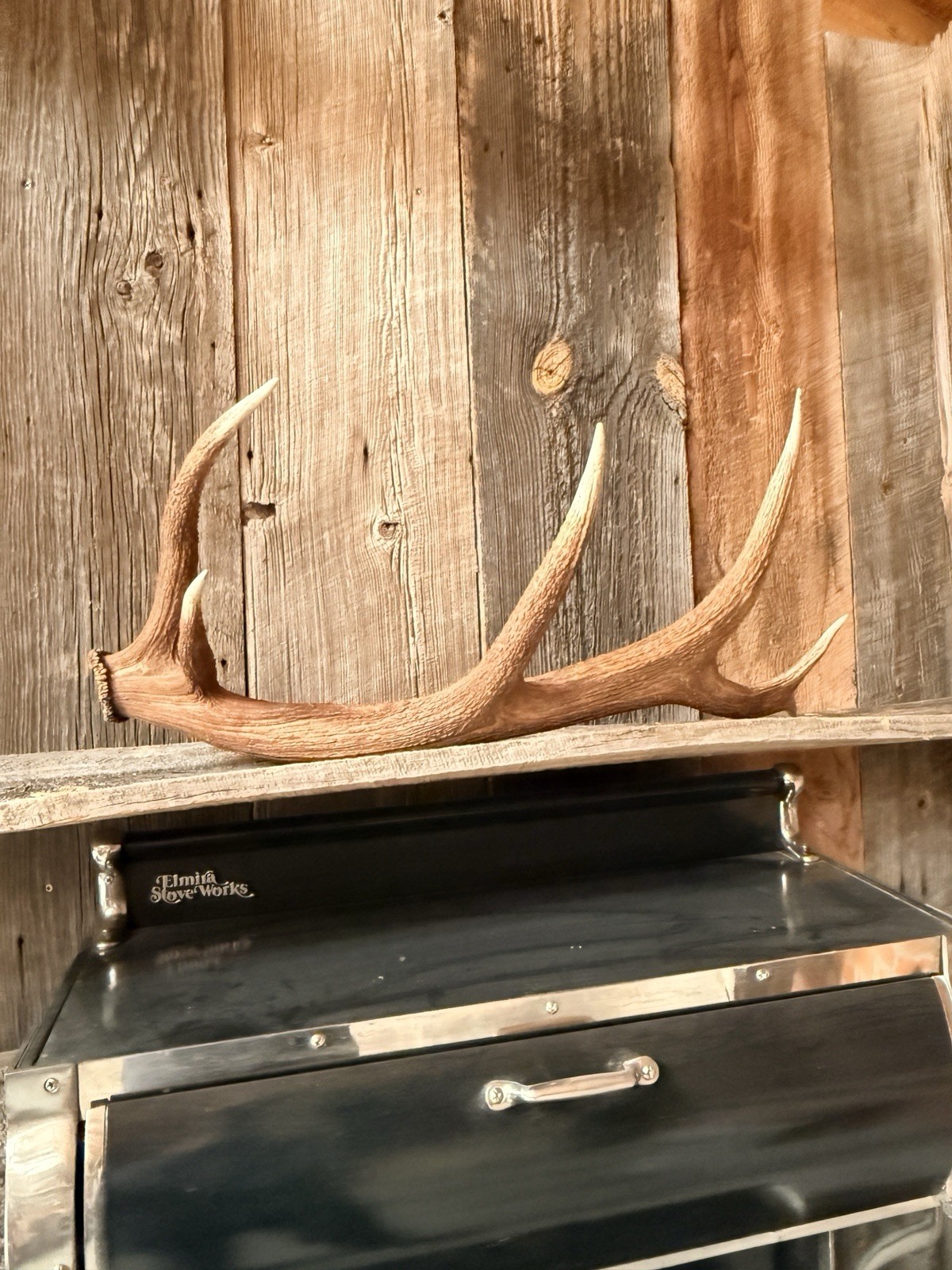 6 Pt Elk Shed ~ Elk Antler ~ Decor