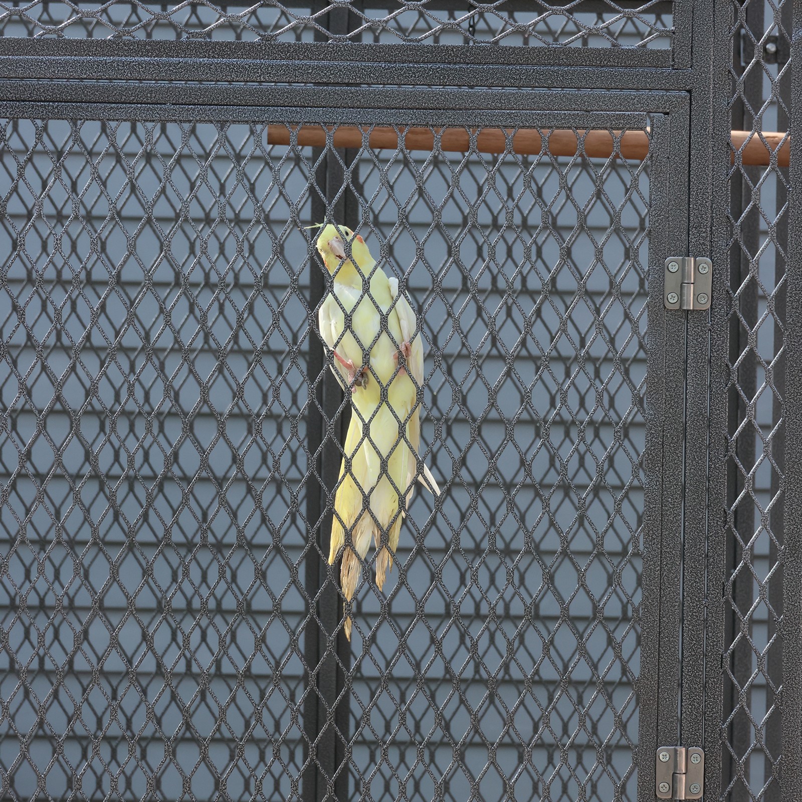 Large Walk-in Silver Flight Bird Cage Aviary Parrot Macaw Finch Metal Aviary