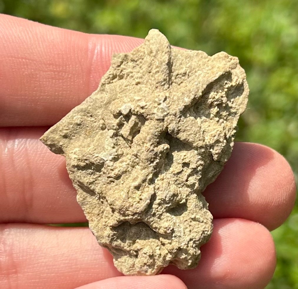 Alabama Fossil Starfish Cast Mississippian Age Bangor Limestone Formation