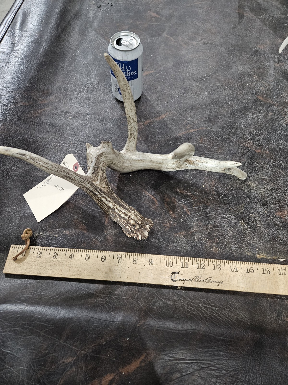 Freak Whitetail Deer Antler Shed Horn Rack Decor 5 Point Man Cave Decor 56"