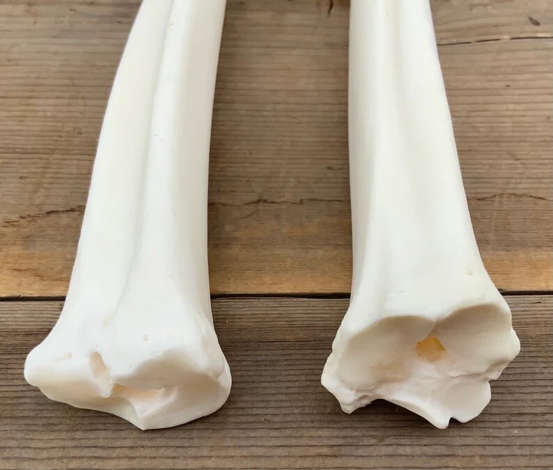 2 Deer Leg Cannon Bones Metacarpal Metatarsal