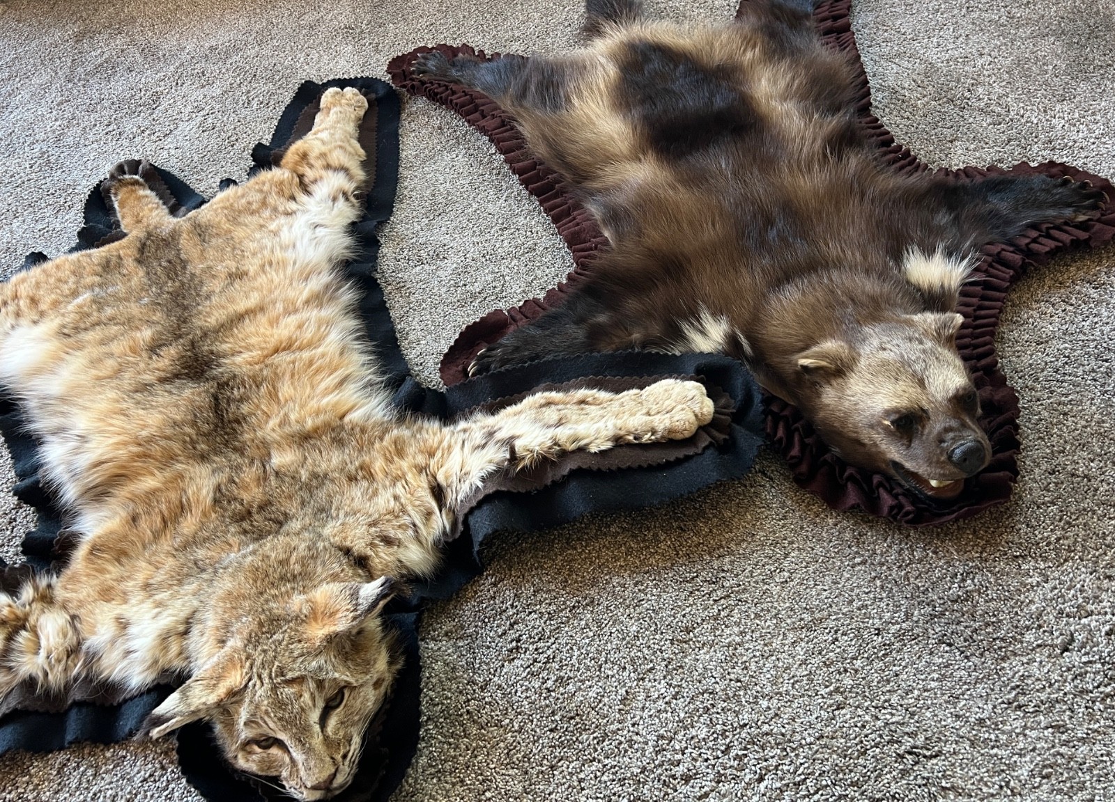 WOLVERINE Full Skin Rug Mount CANADA - Alaska Taxidermy Open Mouth Vintage