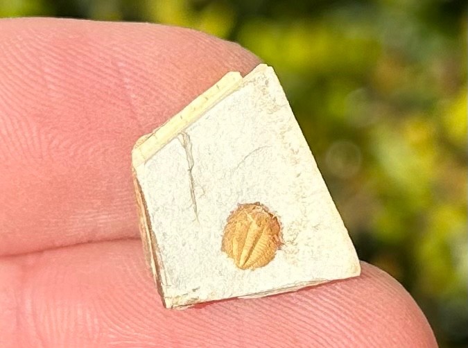 Georgia Fossil Trilobite Aphelaspis brachyphasis Conasauga Formation Cambrian