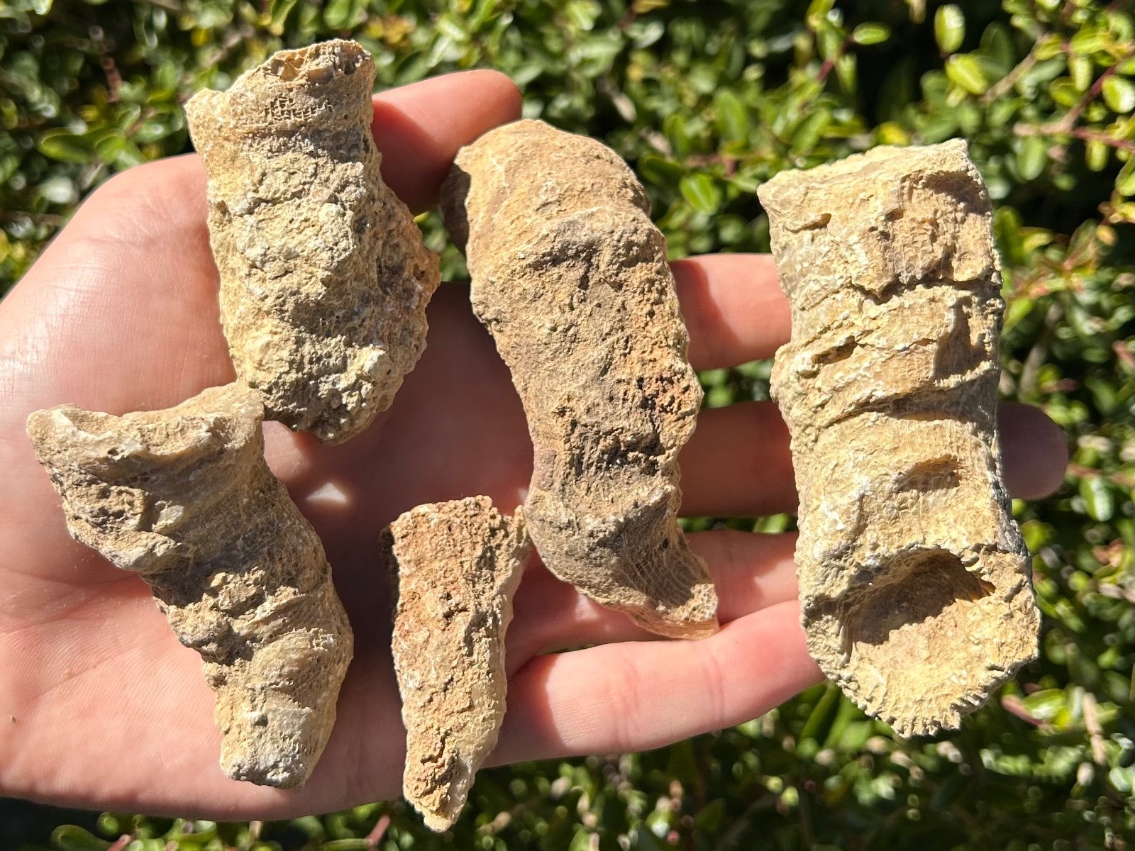 BIG Texas Fossil Horn Coral LOT OF 5 Caninia sp. Pennsylvanian Age