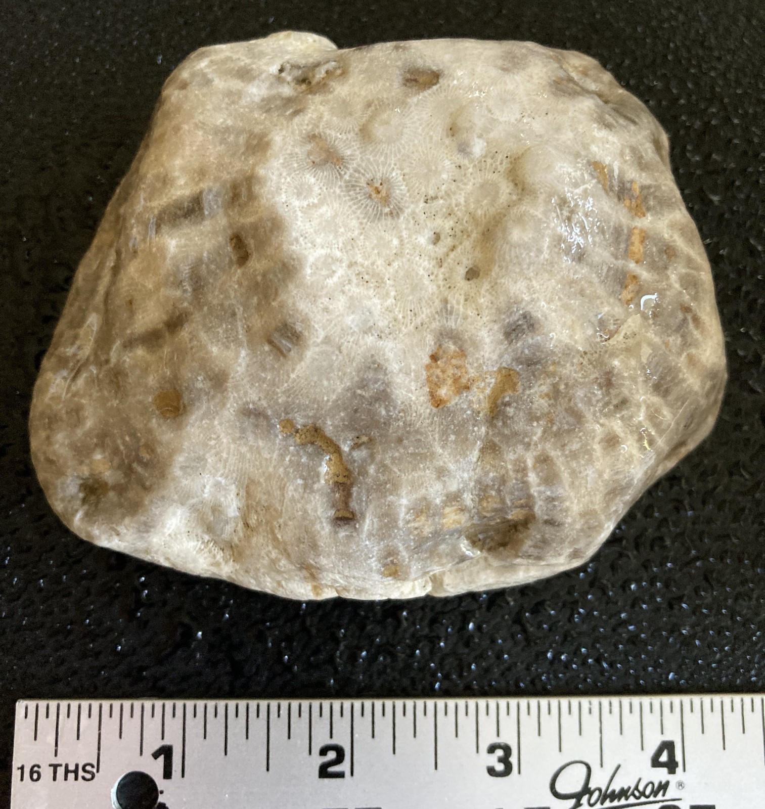 LARGE Michigan Petoskey Stone Hexagonaria Coral Head Fossil 4.2" Specimen 1LB