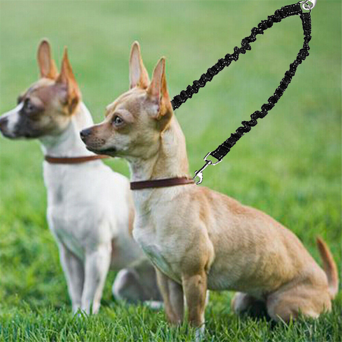 Strong Nylon 2 Way Dog Coupler Leash Bungee Double Lead Twin Two Dogs Walking