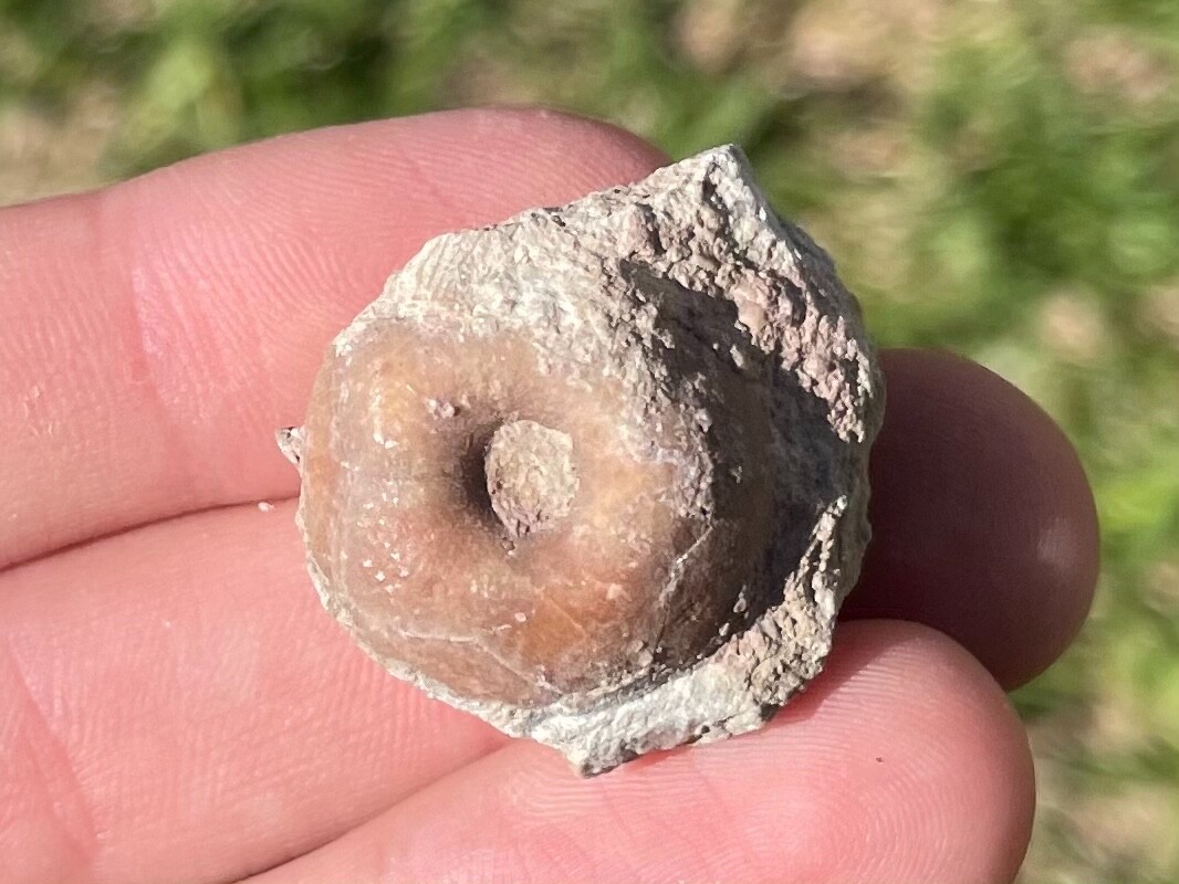 Texas Fossil Crinoid Cup Pennsylvanian Age Brownwood