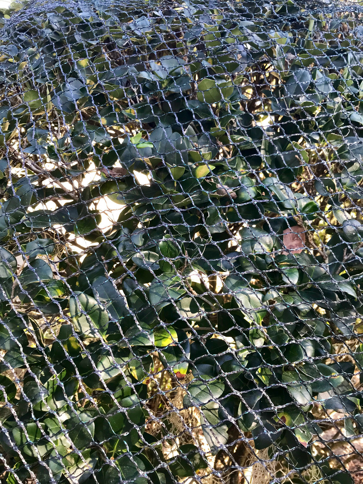 Commercial Grade Anti Bird Netting Heavy Duty Garden Poultry Polyethylene Net