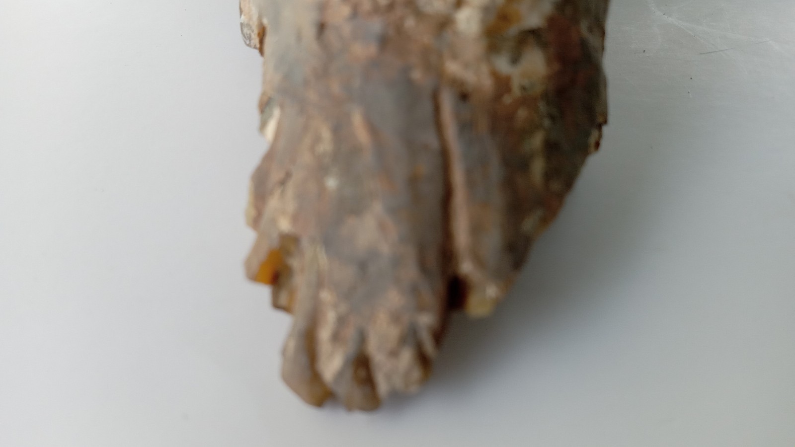 Camel Jaw Teeth Fossil From Badlands South Dakota