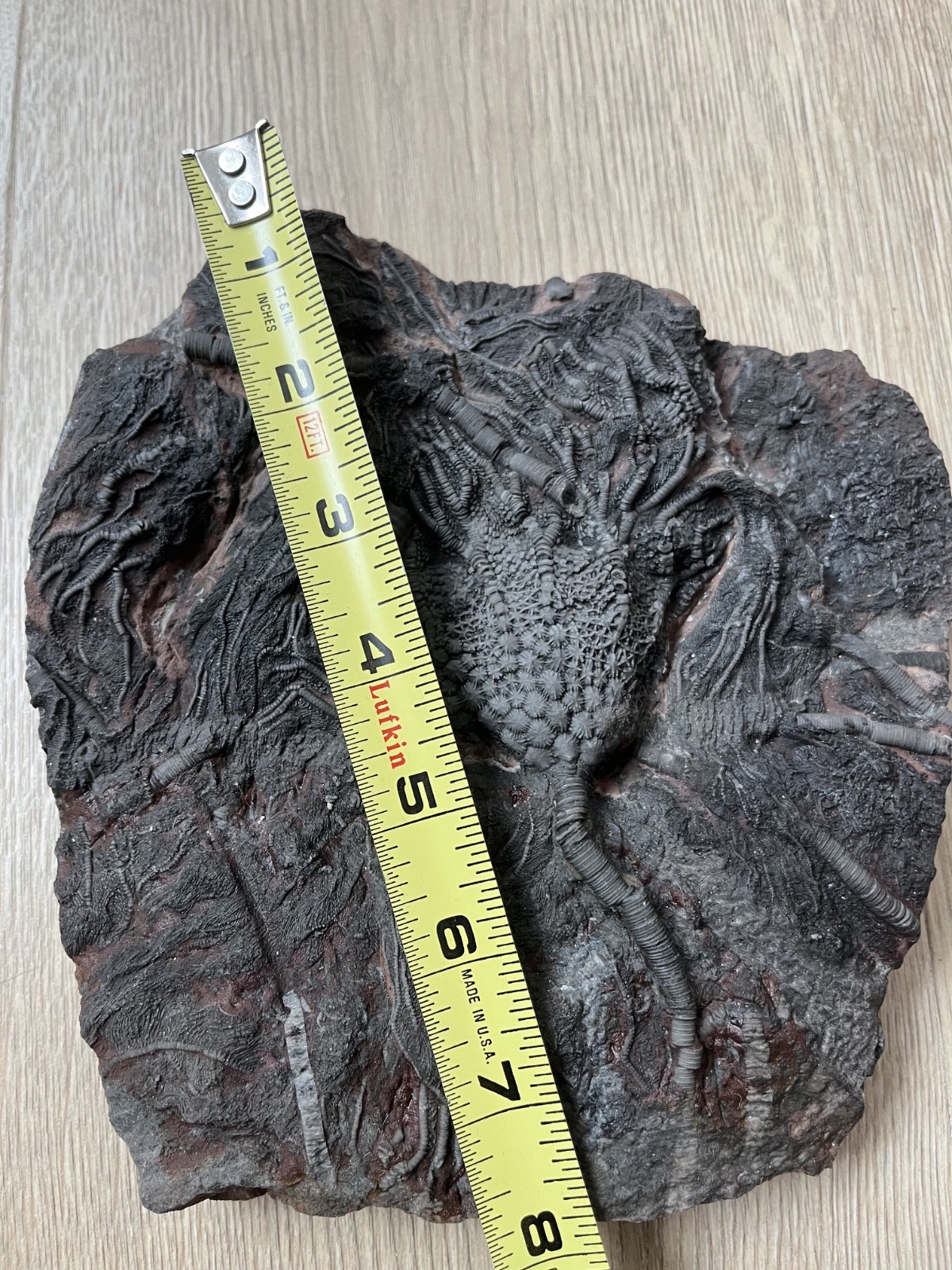 Museum Quality Silurian Crinoid Scyphocrinites Fossil Plate – Morocco