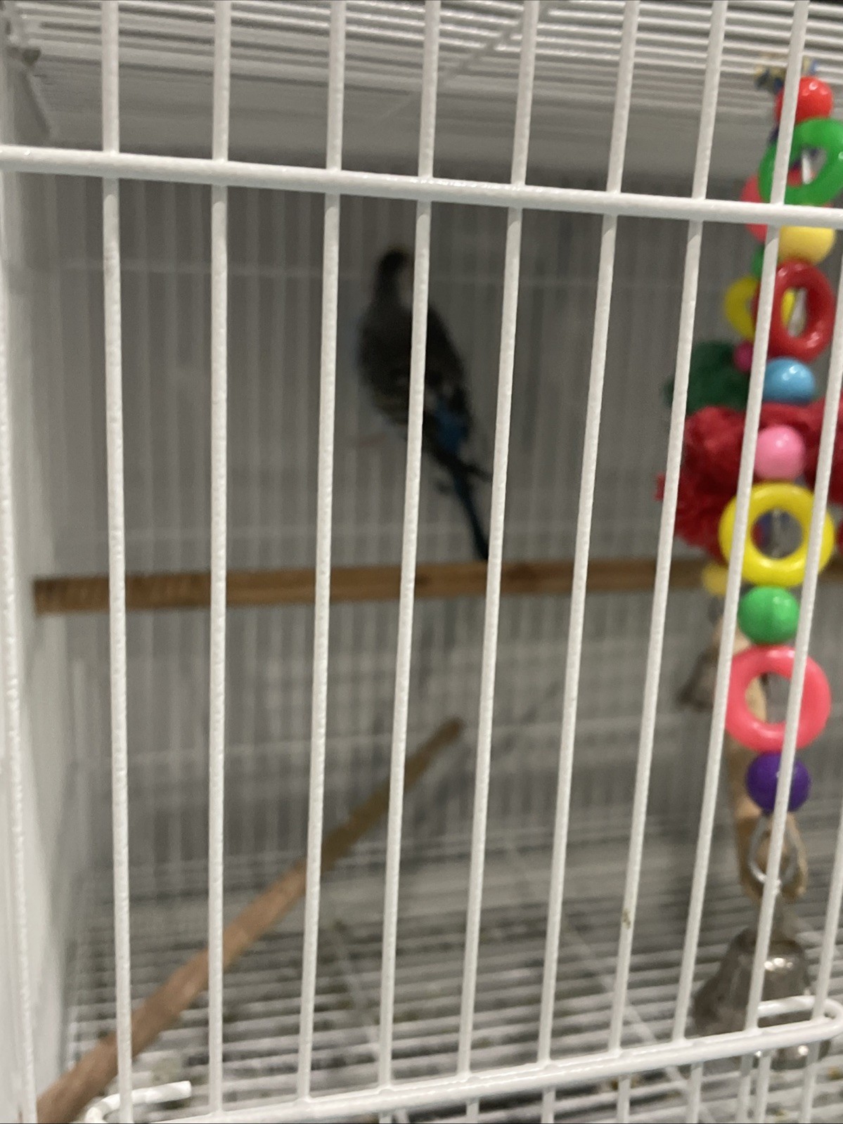 Free Birds If You Want Contact Us Three Budgies