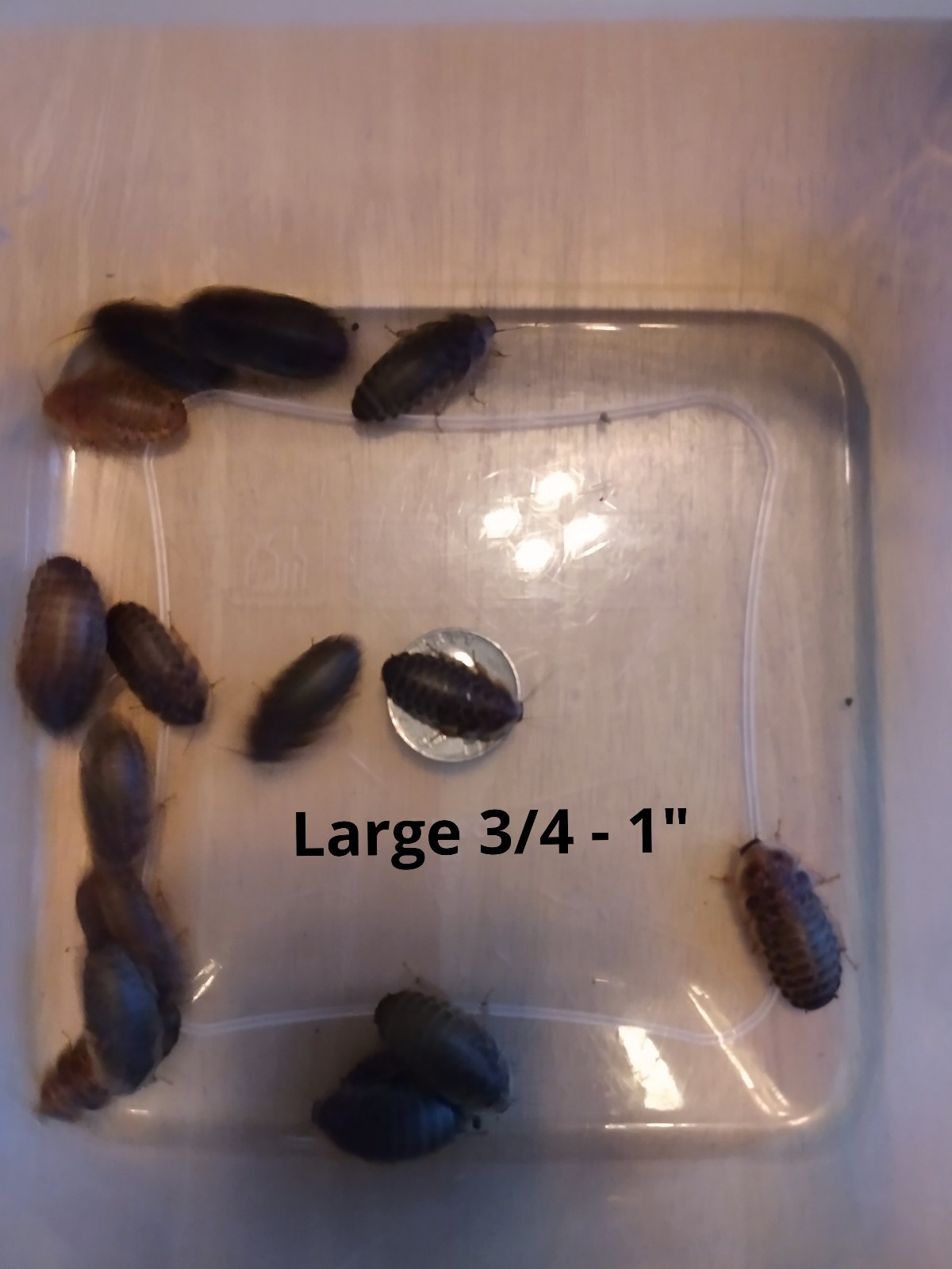 100+ Mix of Large and Extra Large Dubia Roaches for Reptiles/Exotic Pet Food!