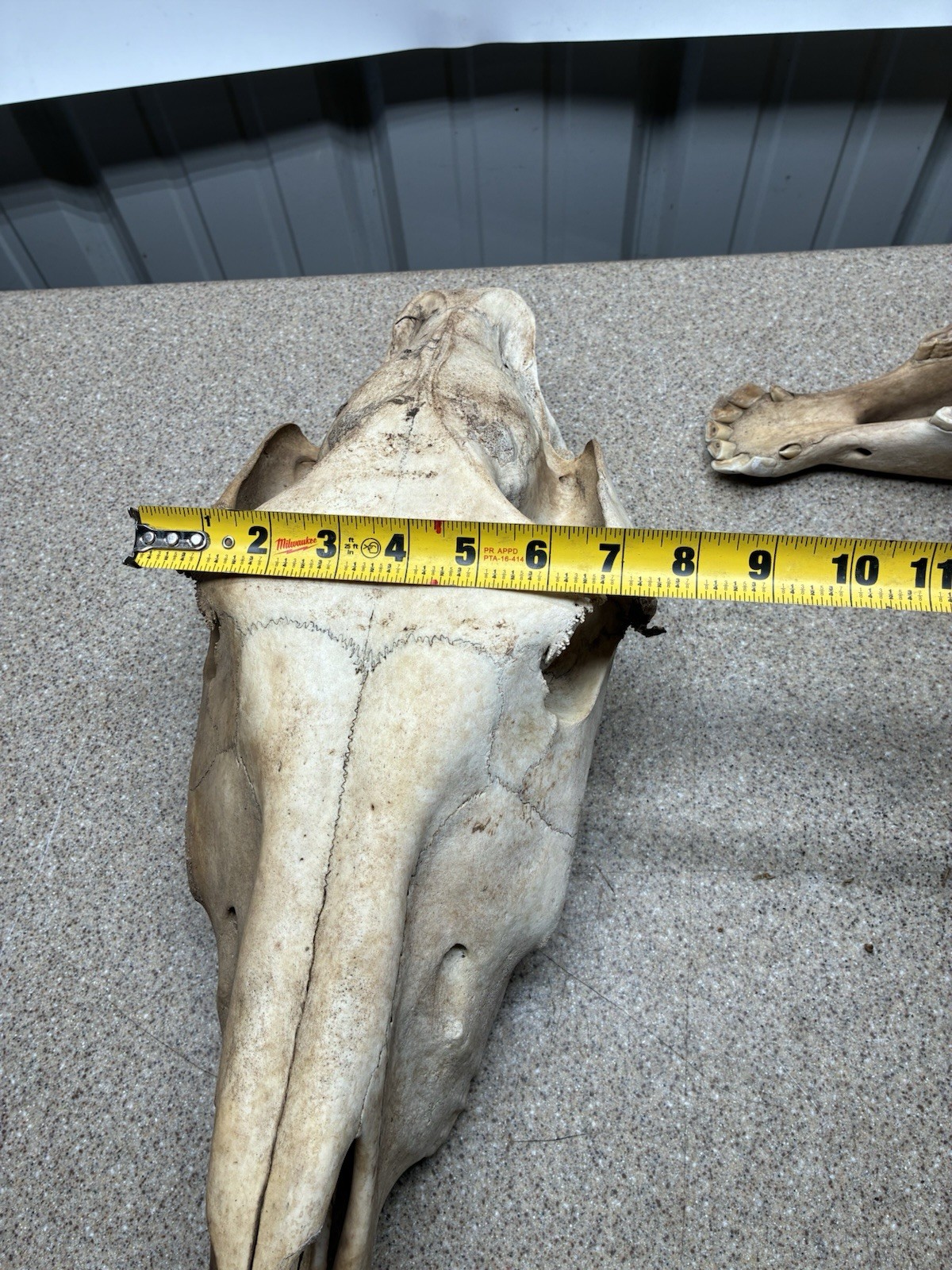 LARGE HORSE SKULL AUTHENTIC With BOTTOM JAW TEETH EQUINE TAXIDERMY Natural